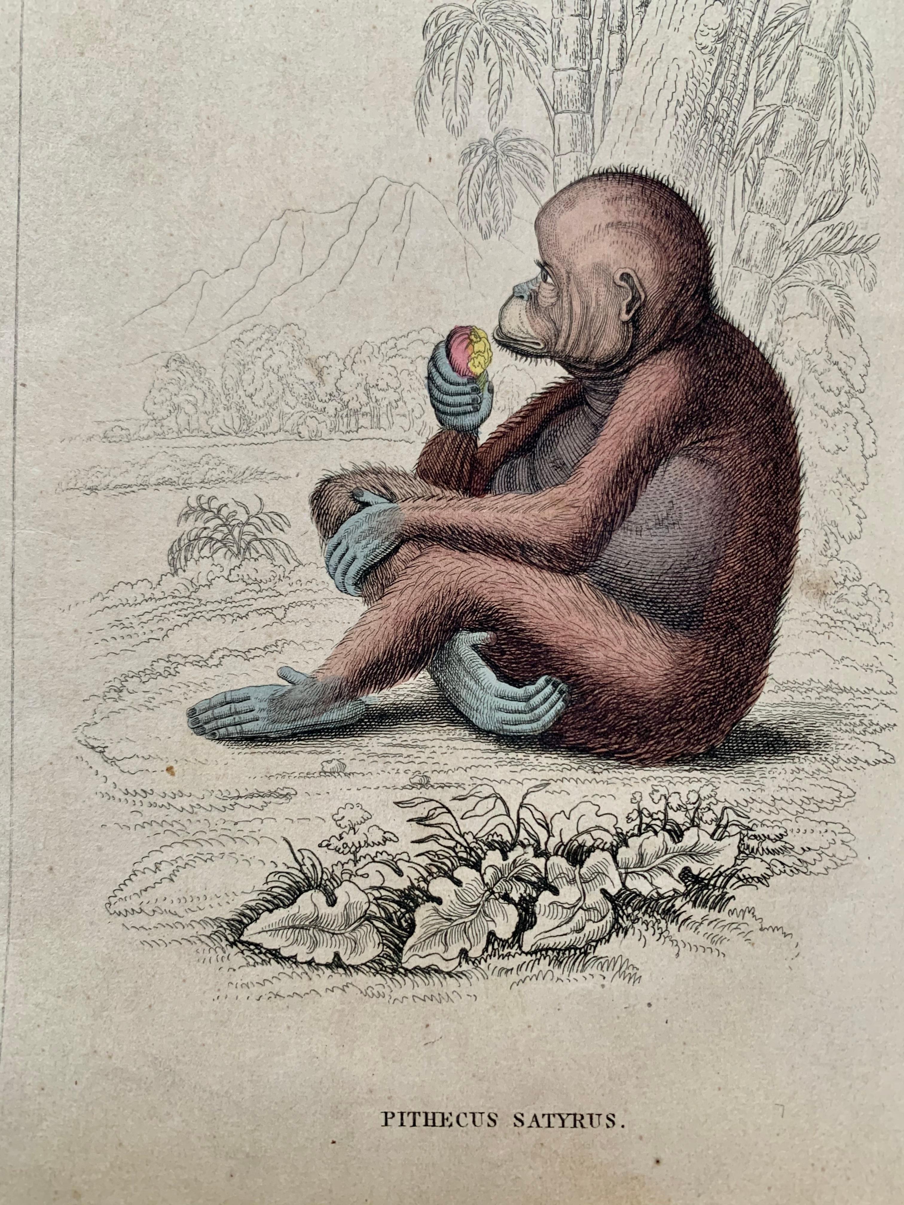 Antique Prints Rare Exotic Monkey - Baboon Chimpanzee Orangutan - Tropical Set 3