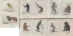 Antique Prints Rare Exotic Monkey - Baboon Chimpanzee Orangutan - Tropical Set
