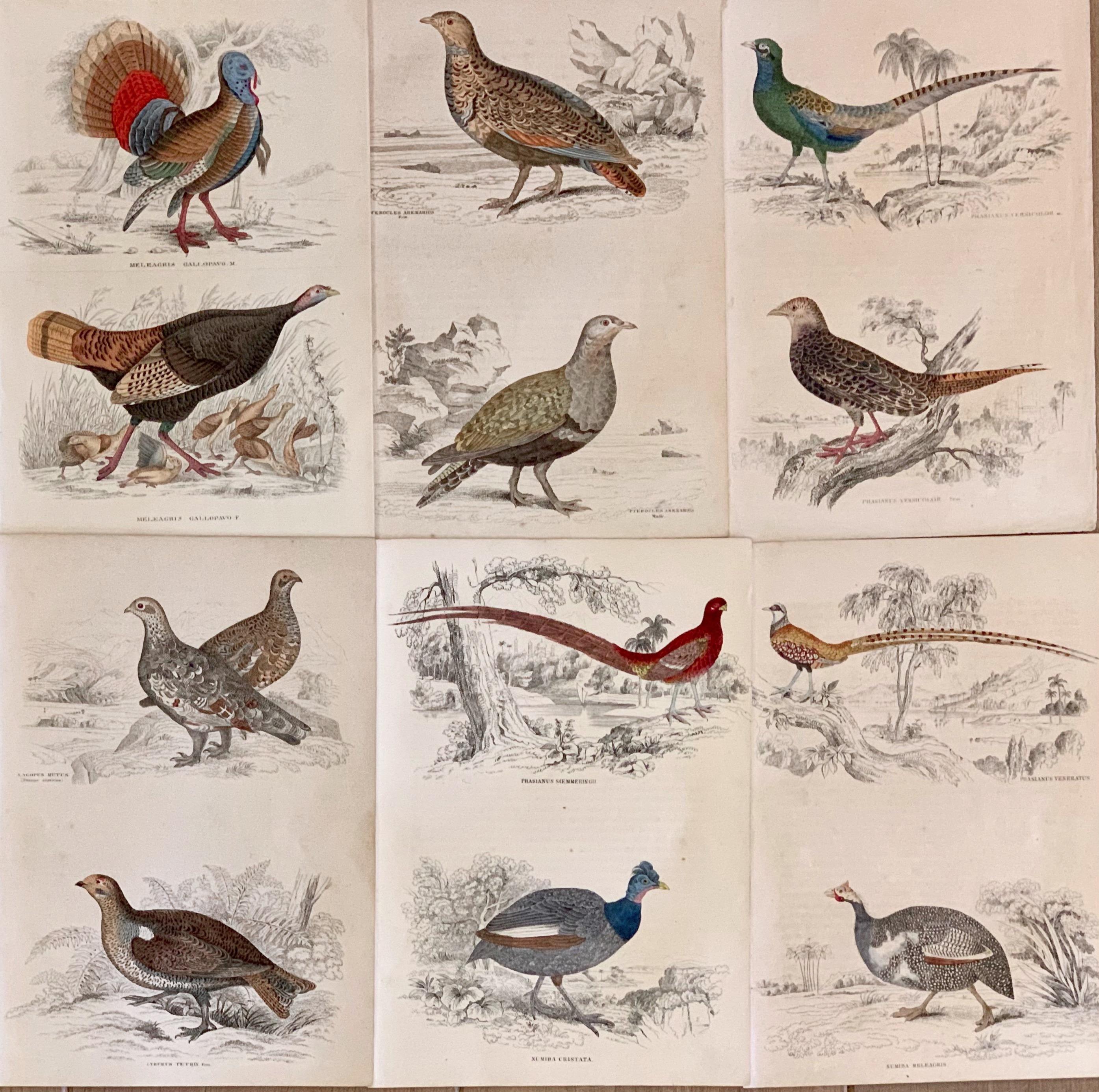 Sir William Jardine, 7th Baronet (after) Animal Print - Antique Prints Rare Exotic Gamebirds - pheasant poultry partridge 