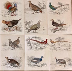 Antique Prints Rare Exotic Gamebirds - pheasant poultry partridge 