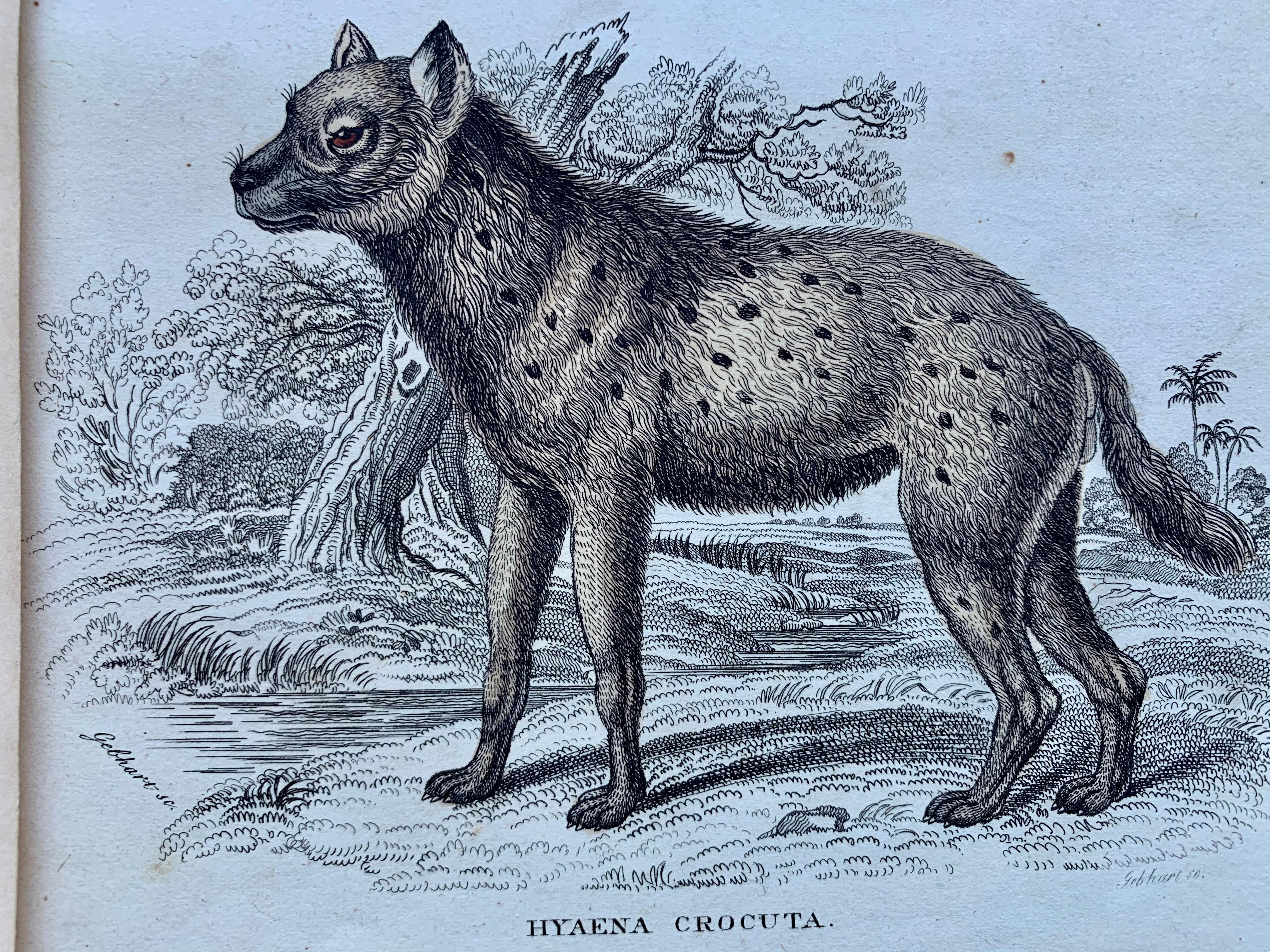Antique Prints Dangerous Canines - Wolf Hyena Guard Dog  - Gray Animal Print by Sir William Jardine, 7th Baronet (after)