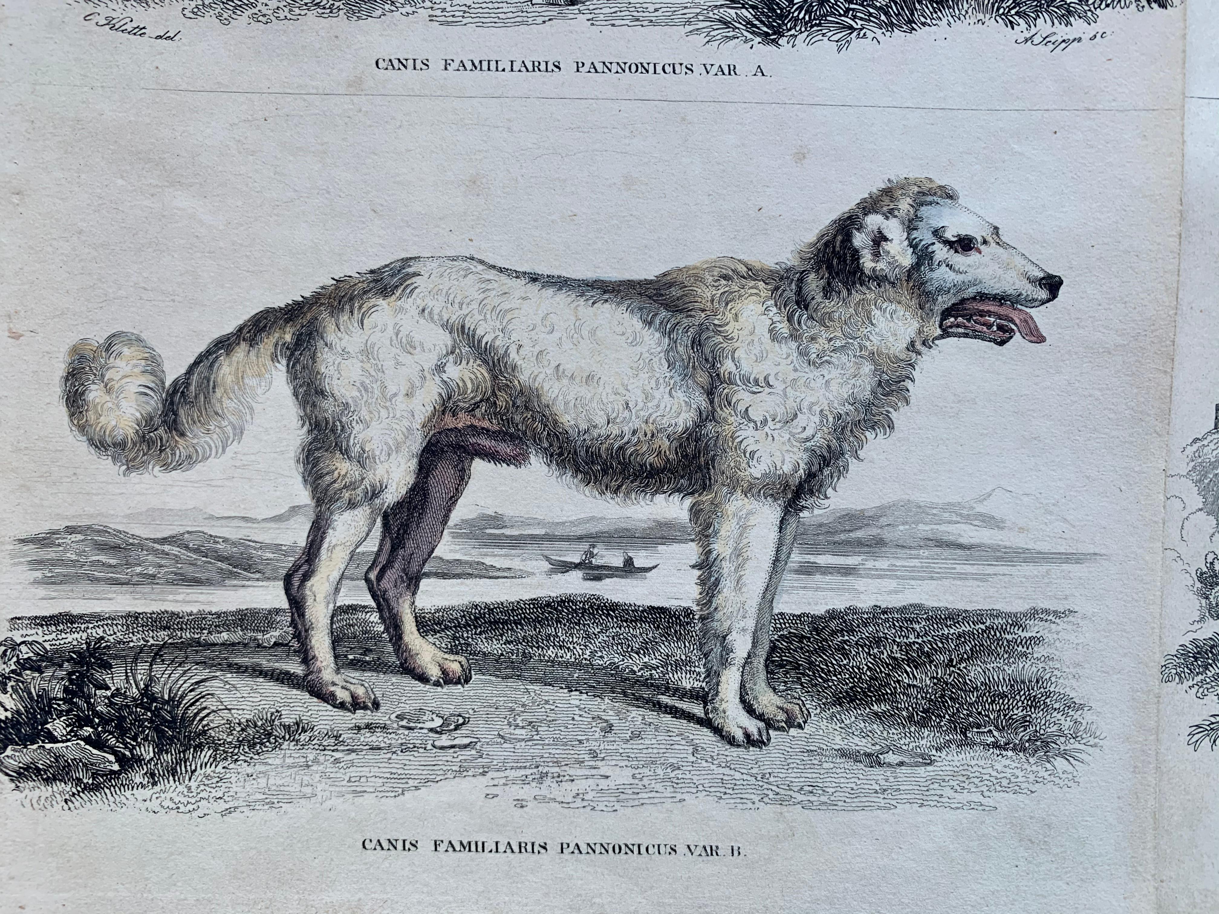 Set of 6 very fine hand colored prints (3 sheets) of large and powerful canines. Published in 1840 based on the work of Scottish naturalist, Sir William Jardine, 7th Baronet. 

Depicting; Wolves, Guard Dogs (likely Hungarian Kuvasz Sheep dogs) and