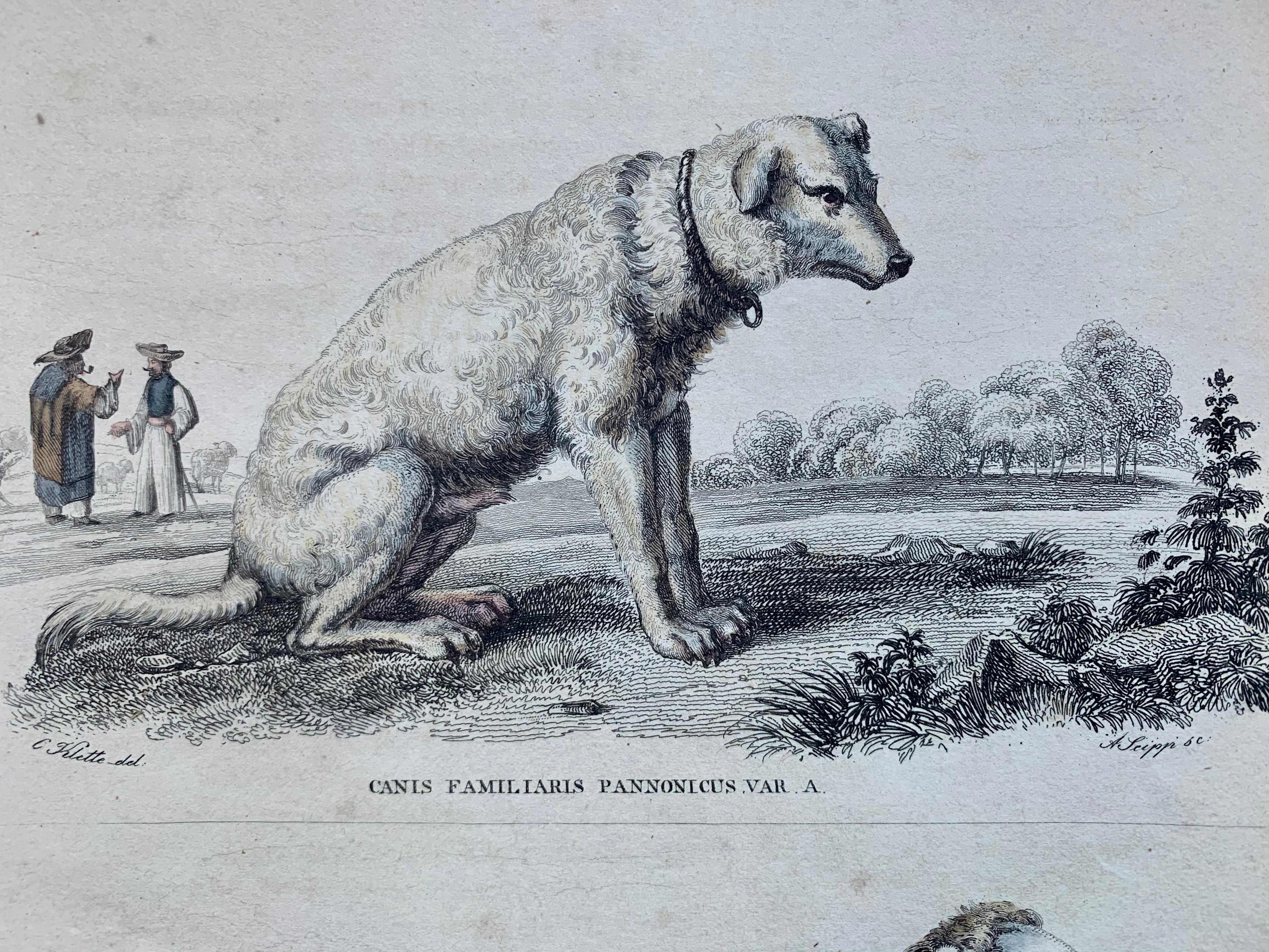 Antique Prints Dangerous Canines - Wolf Hyena Guard Dog  1