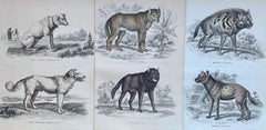 Antique Prints Dangerous Canines - Wolf Hyena Guard Dog