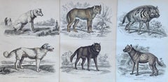 Antique Prints Dangerous Canines - Wolf Hyena Guard Dog 