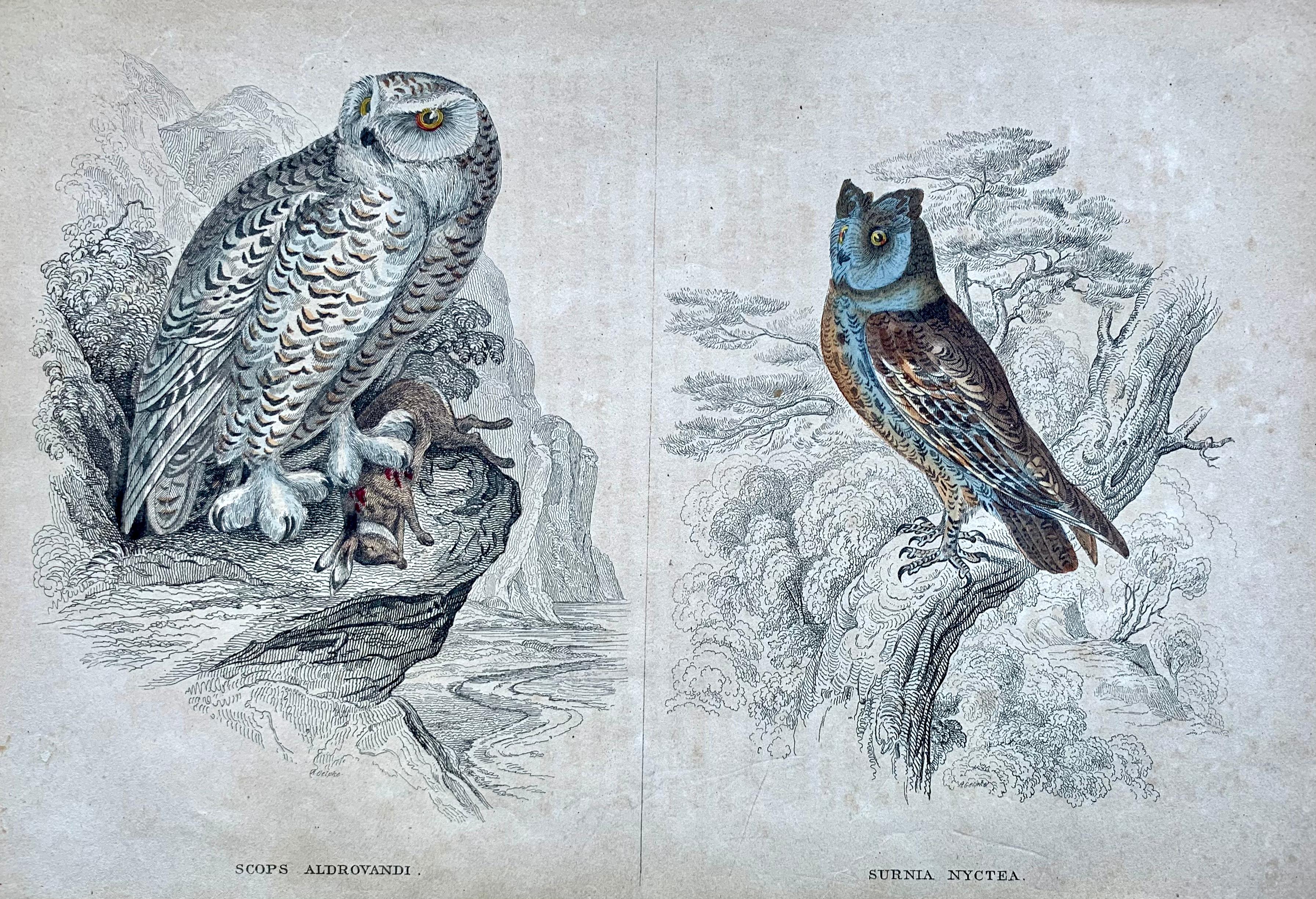 Sir William Jardine, 7th Baronet (after) Animal Print - Owl Antique Hand Coloured Print - Owls Birds Forest prey