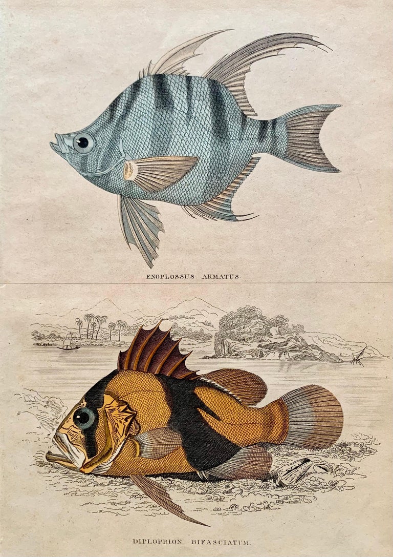 Set of 8 hand colored prints (4sheets) of exotic and colourful fishes.

Depicting among others an Enoplossu armatus and a Diploprion Bifasciatum.

Published in 1840 based on the work of Scottish naturalist, Sir William Jardine, 7th Baronet.  

From