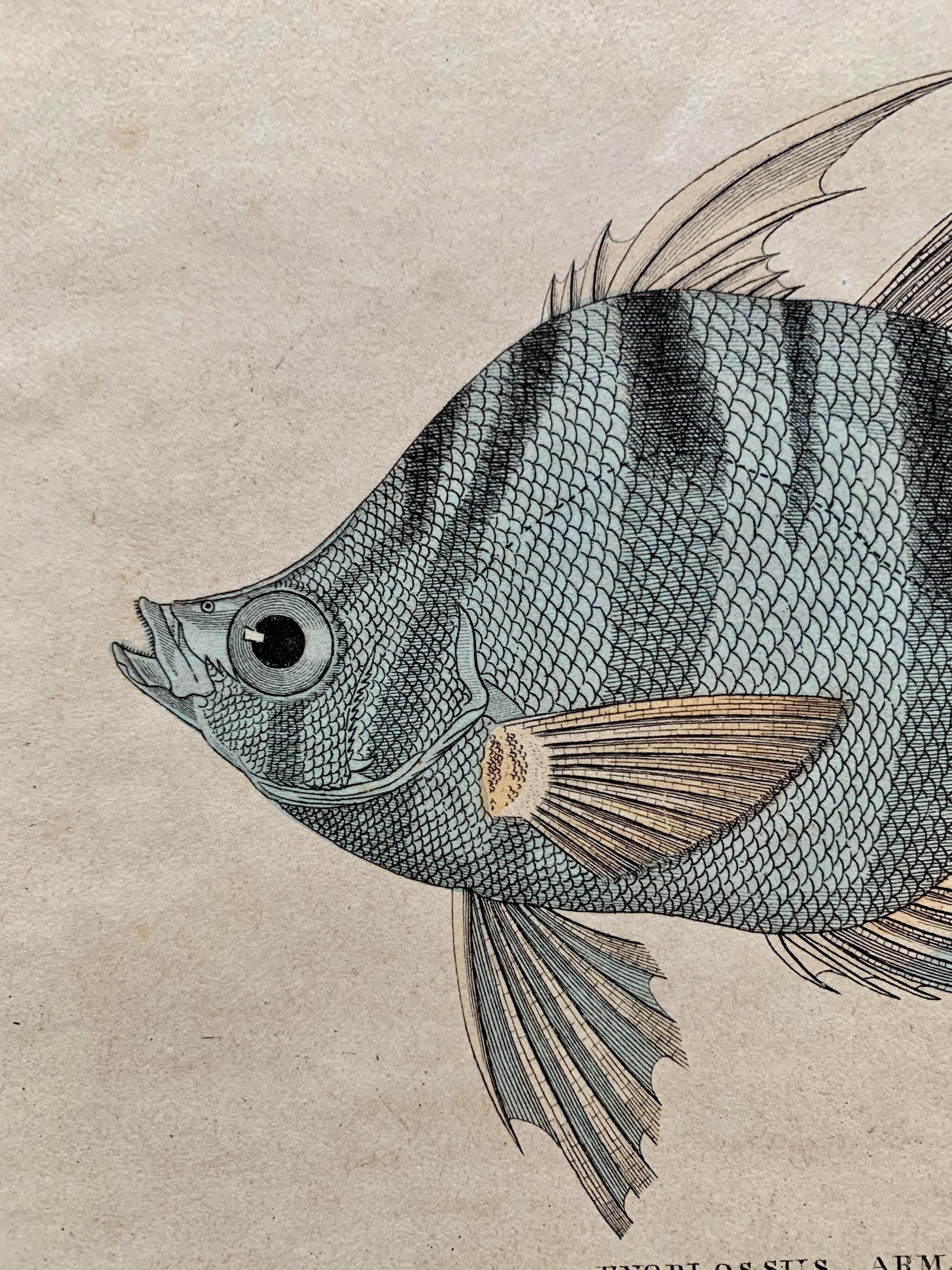 Set of 8 hand colored prints (4sheets) of exotic and colourful fishes.

Depicting among others an Enoplossu armatus and a Diploprion Bifasciatum.

Published in 1840 based on the work of Scottish naturalist, Sir William Jardine, 7th Baronet.  

From