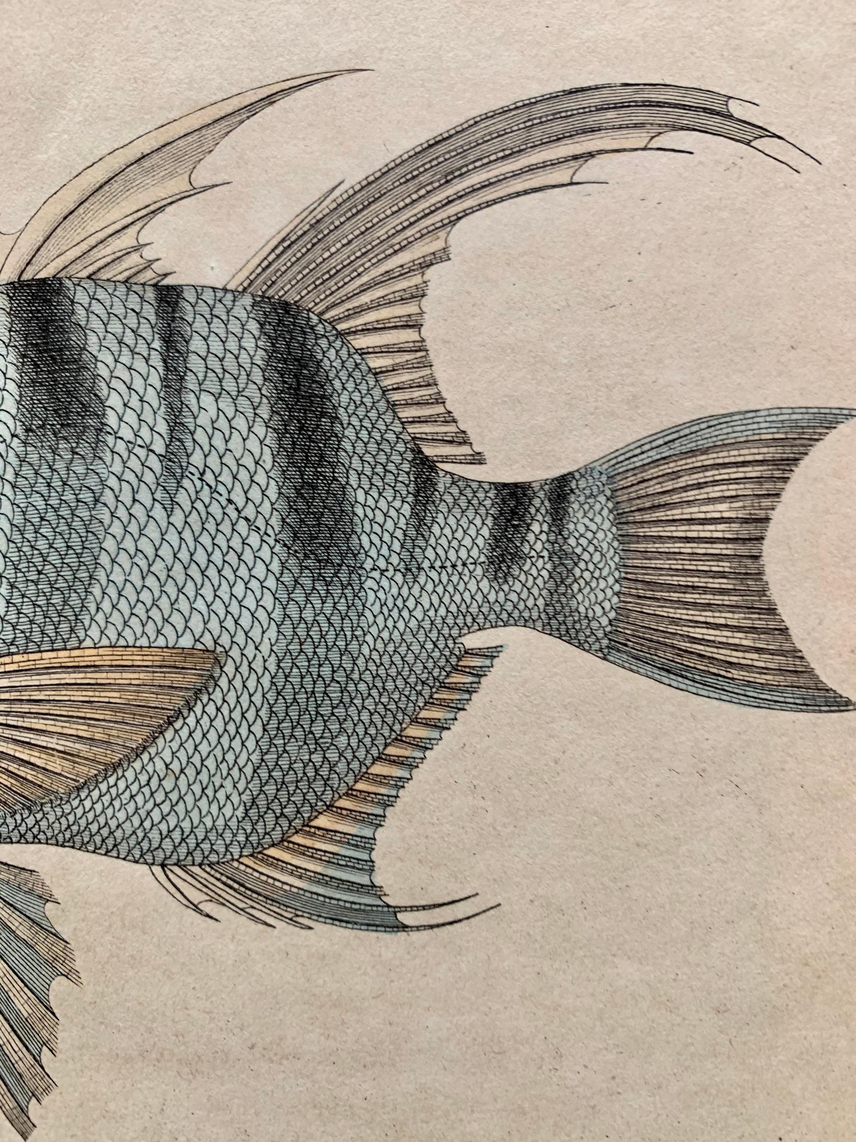 Set of Exotic Fish Antique Hand Coloured Print - Tropical Marine 1
