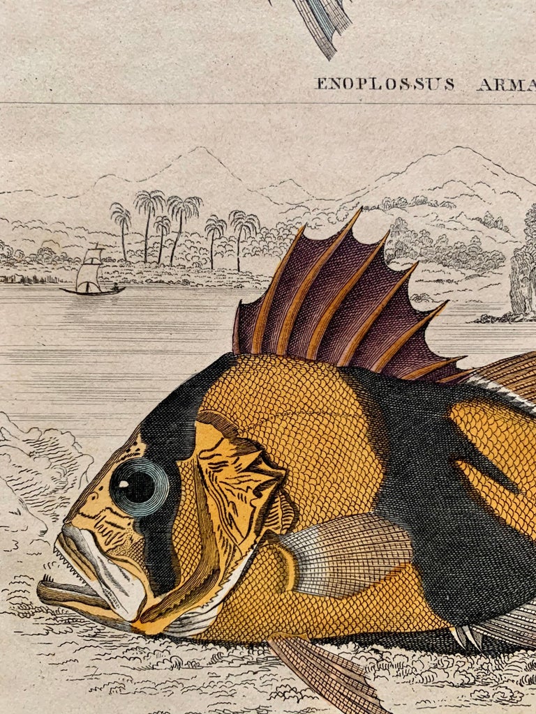Set of Exotic Fish Antique Hand Coloured Print - Tropical Marine For Sale 3