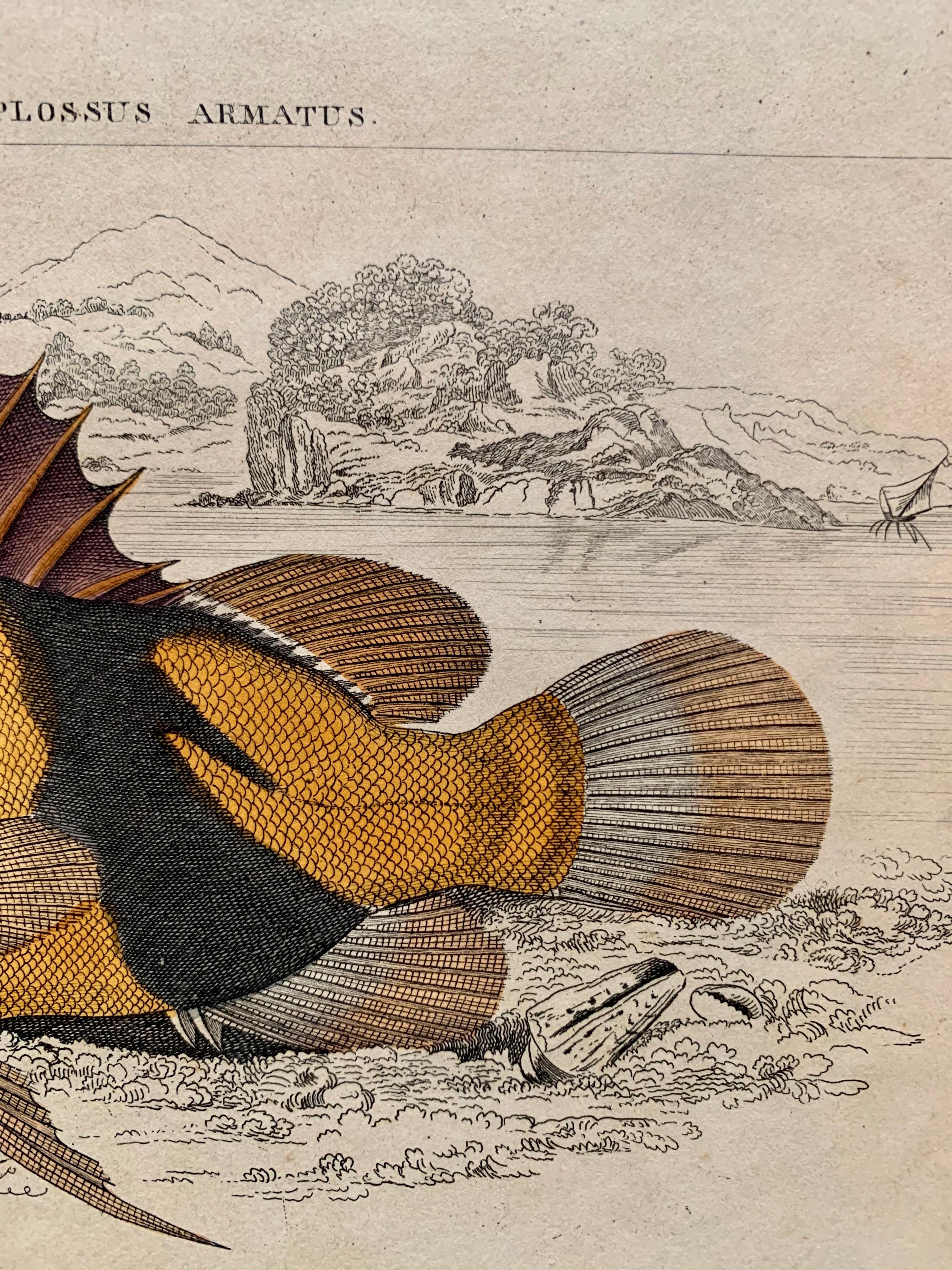Set of Exotic Fish Antique Hand Coloured Print - Tropical Marine 3