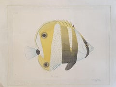 Vintage Coradion, A Tropical Fish, French Watercolour on Silk Applied to Handmade Paper.