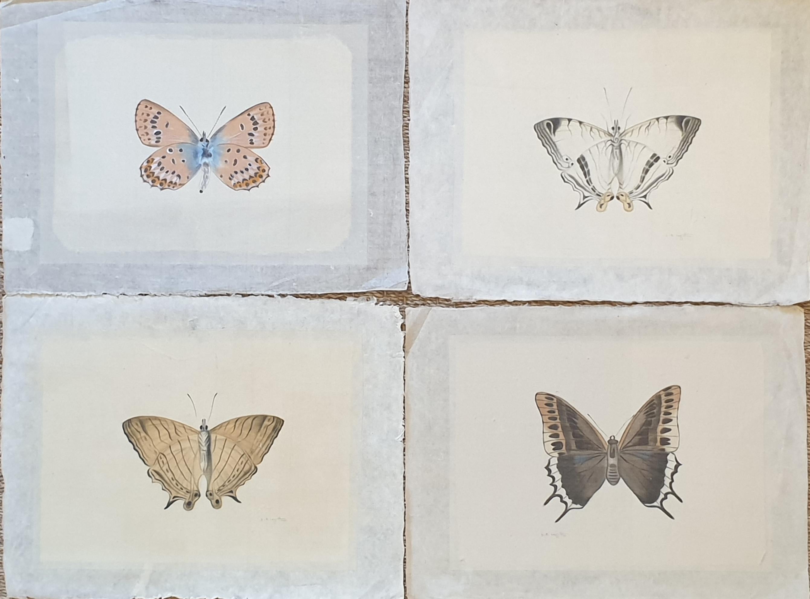 Set aus vier Schmetterlingen. Französische Aquarelle auf Seide auf handgeschöpftem Papier.  – Art von La Roche Laffitte