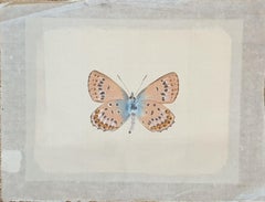 Vintage Study of a Butterfly, Watercolour on Silk Applied to Handmade Paper. 