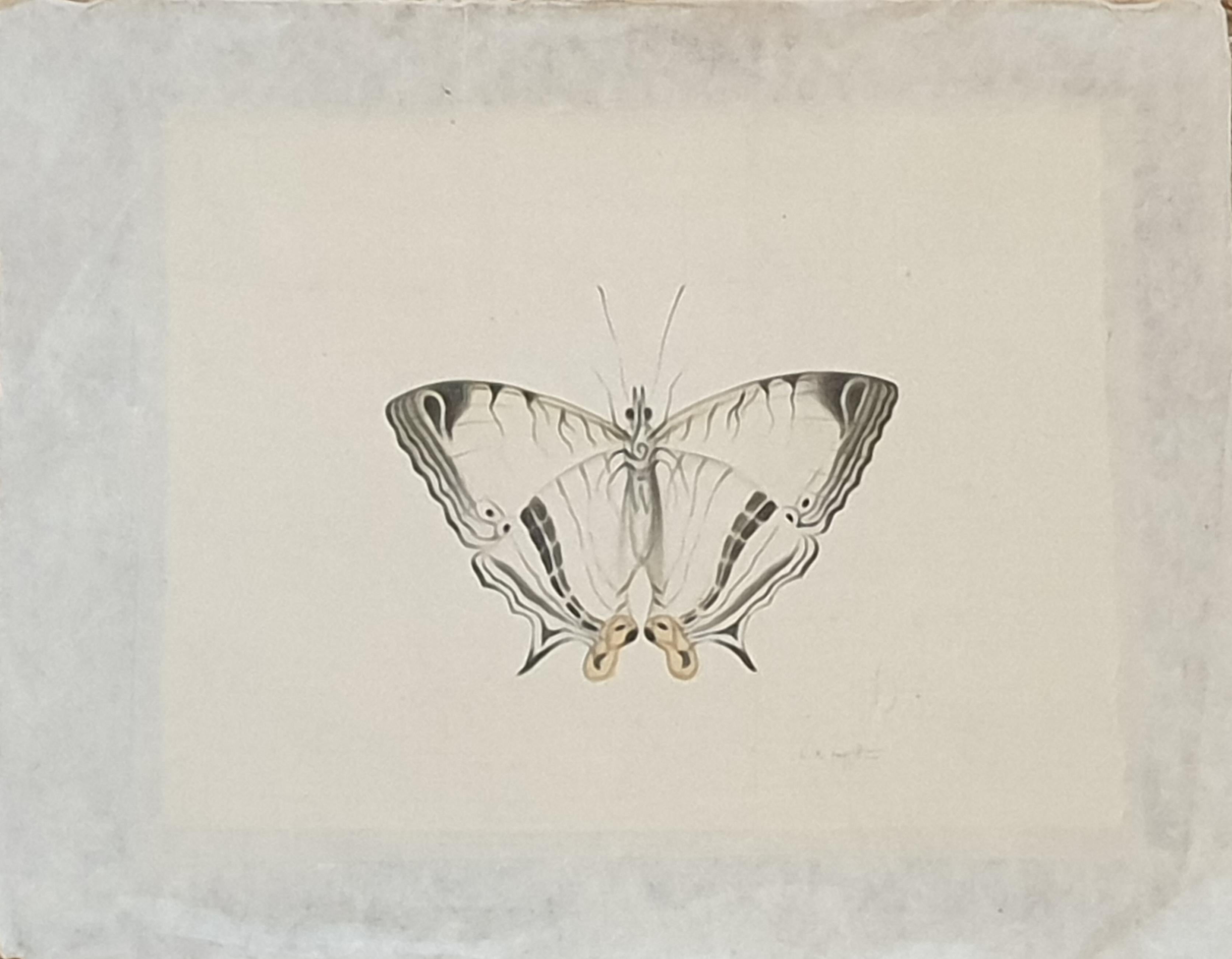La Roche Laffitte Animal Art – Studie eines Schmetterlings, Aquarell auf Seide auf handgeschöpftem Papier angewendet. 