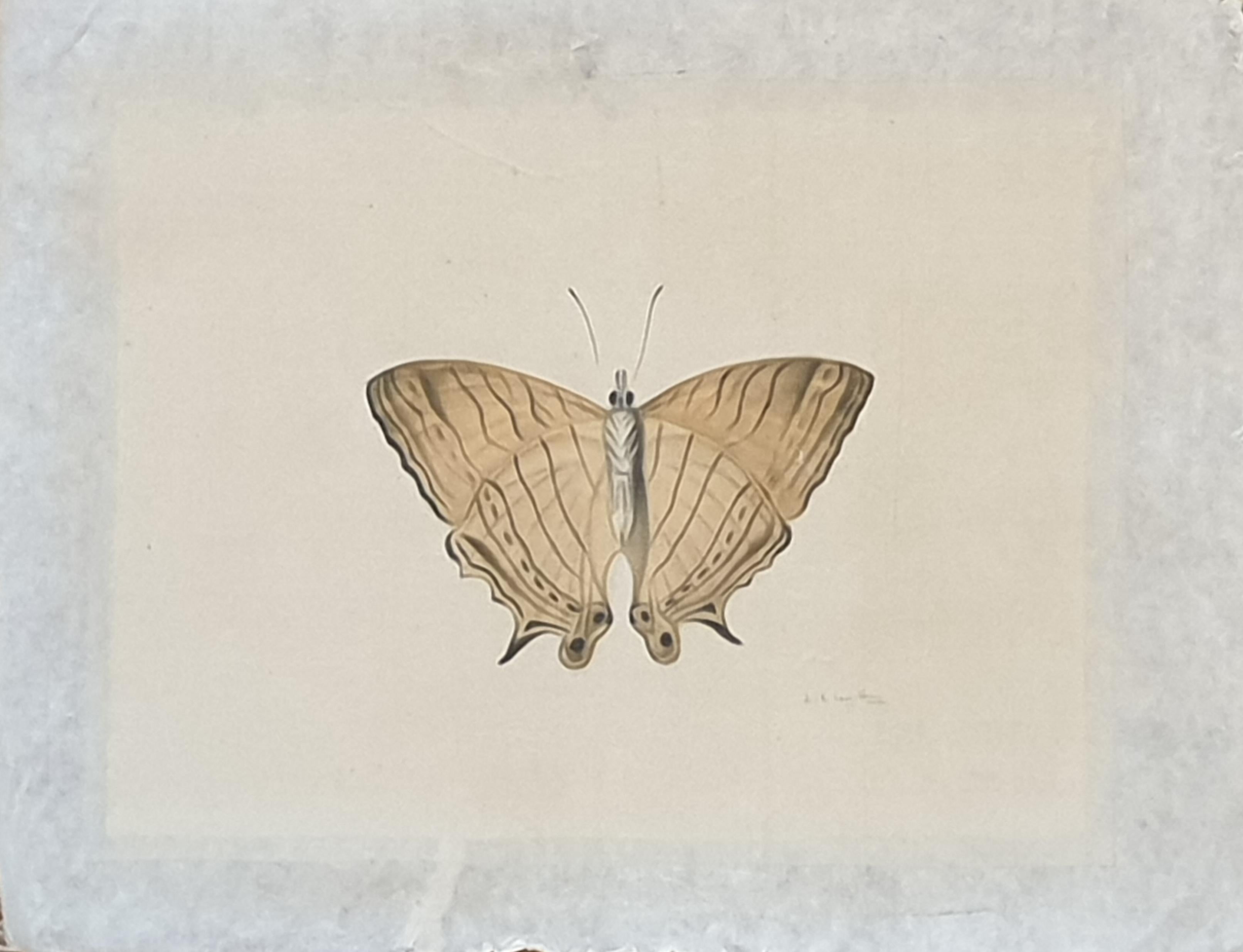 La Roche Laffitte Animal Painting – Studie eines Schmetterlings, Aquarell auf Seide auf handgeschöpftem Papier angewendet. 