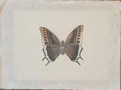 Study of a Butterfly, Watercolour Silk applied Handmade Paper. La Roche Laffitte
