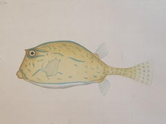 A Parrotfish, Aquarell auf Seide auf handgeschöpftem Papier aufgetragen.