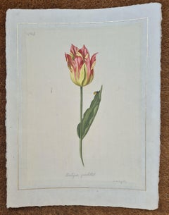 Étude botanique sur soie Tulipe Paletot, aquarelle fine peinte à la main