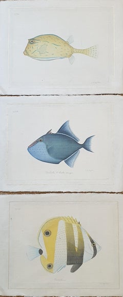 Un ensemble de trois poissons tropicaux, aquarelle sur soie appliquée sur papier fait main.