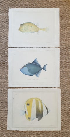 A set of Three Tropical Fish, Watercolour on Silk Applied to Handmade Paper.