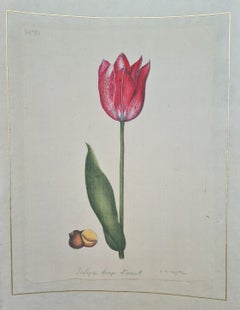 Vintage Tulip Drap d'Arent, Fine Hand Painted Watercolour, Botanical Study on Silk
