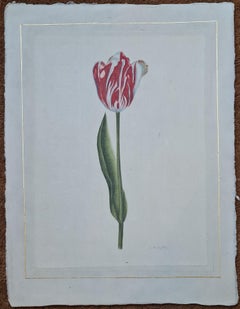 Tulip Flaming Parrot, Fine Hand Painted Watercolour, Botanical Study on Silk