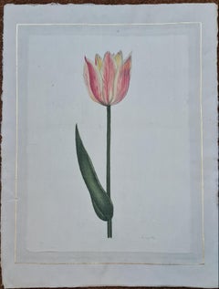 Vintage Tulip Viking, Fine Hand Painted Watercolour, Botanical Study on Silk