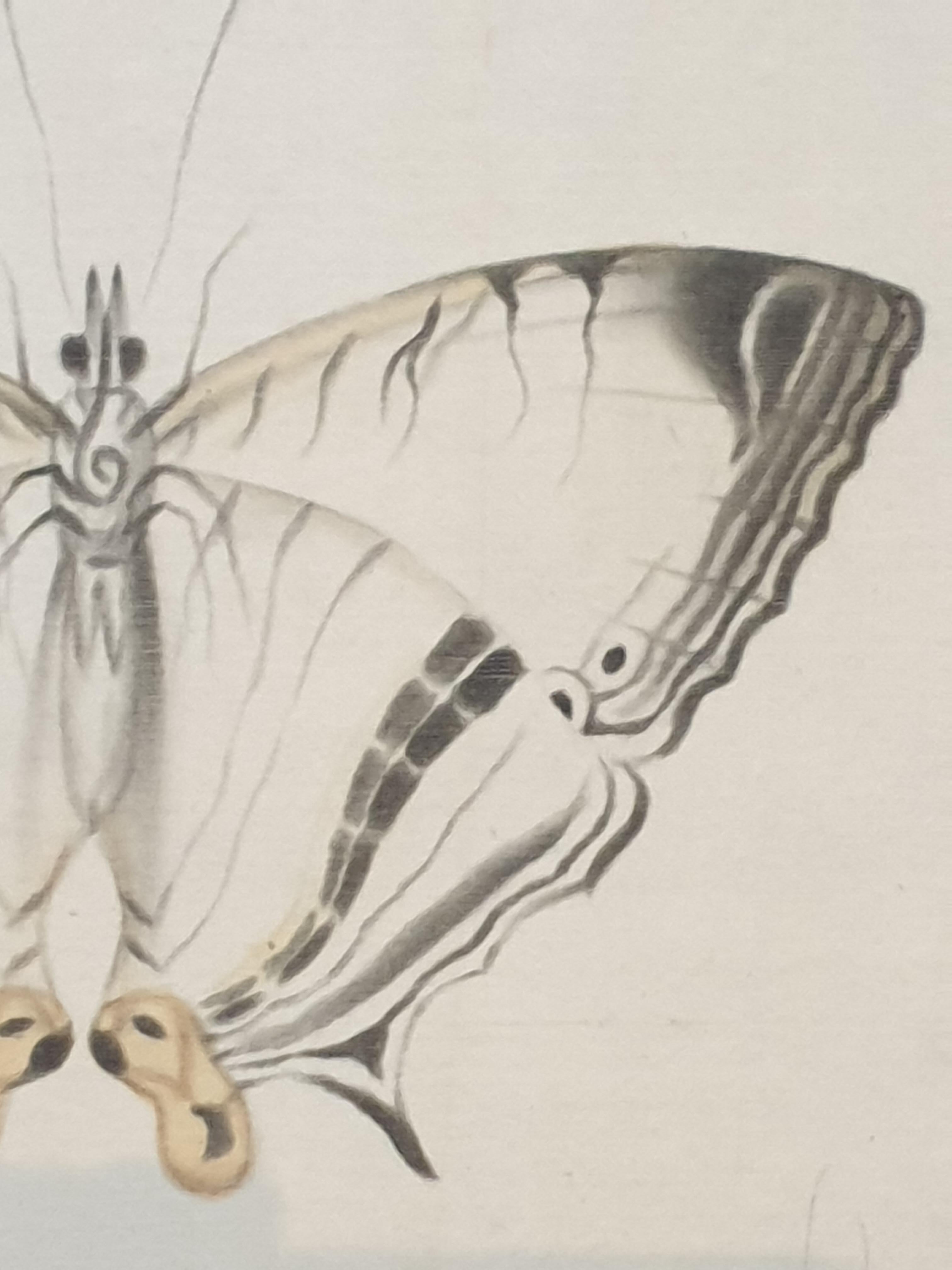 Set aus vier Schmetterlingen. Französische Aquarelle auf Seide auf handgeschöpftem Papier.  im Angebot 5