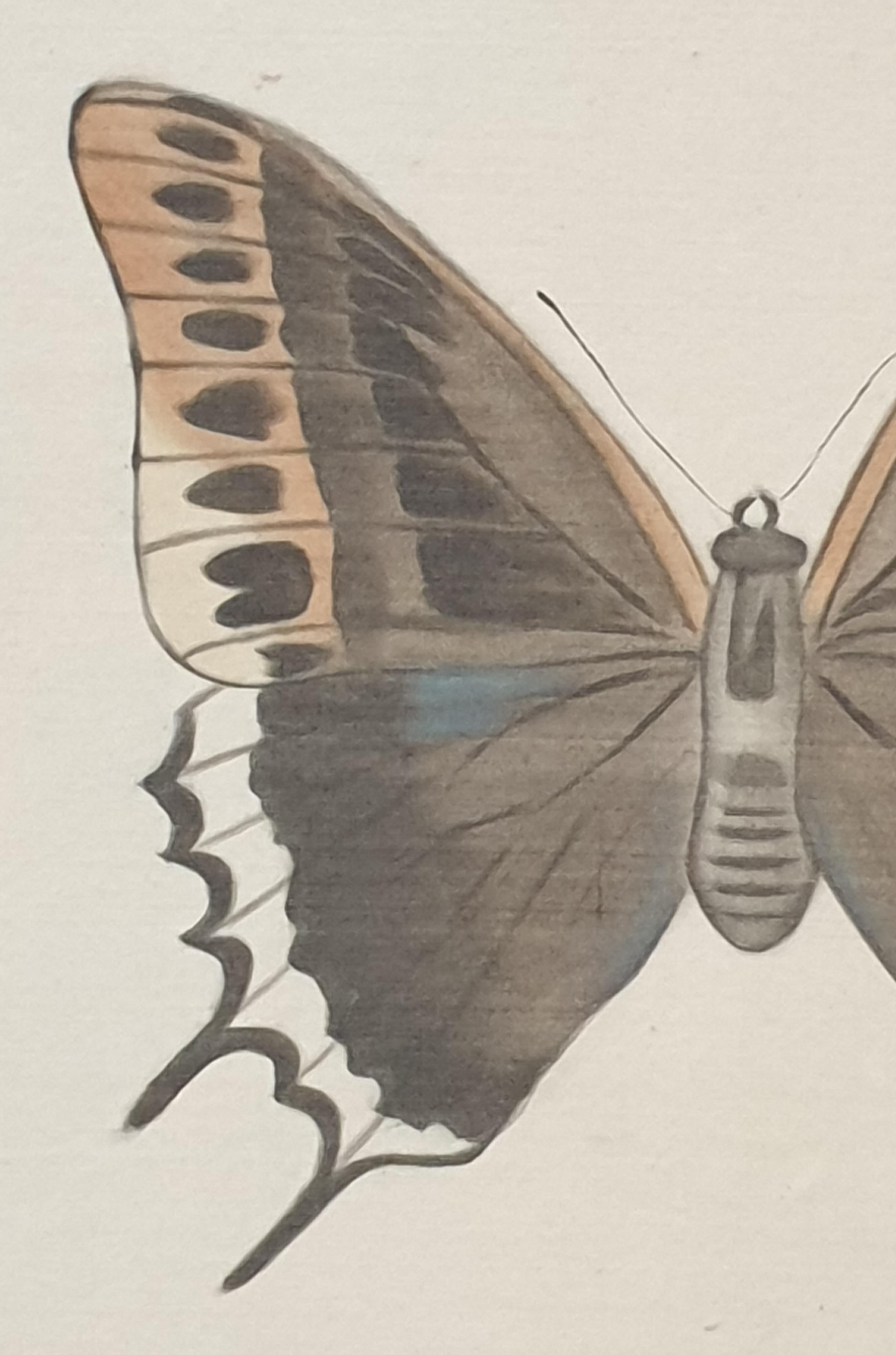 Set aus vier Schmetterlingen. Französische Aquarelle auf Seide auf handgeschöpftem Papier.  im Angebot 15