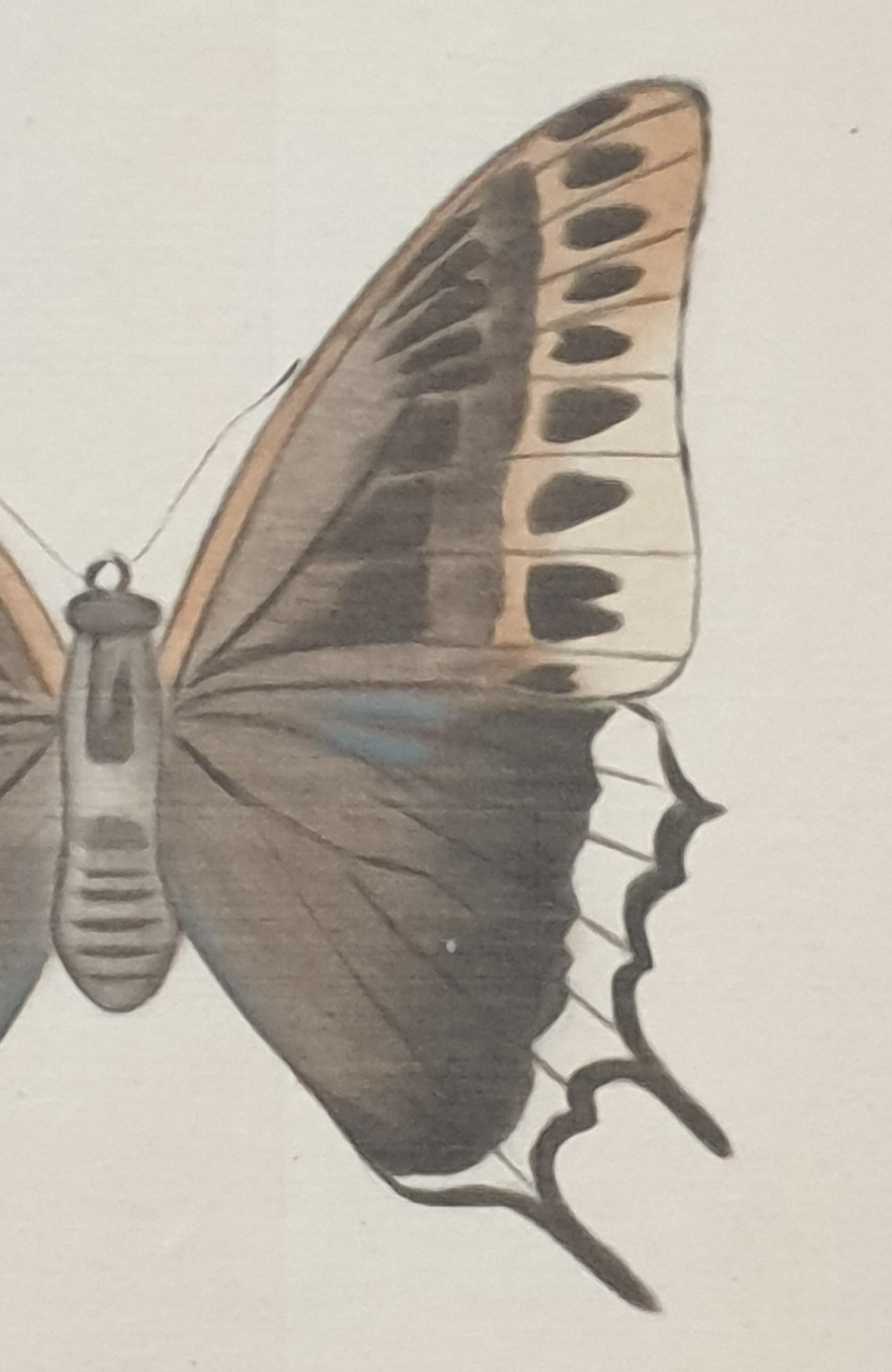 Set aus vier Schmetterlingen. Französische Aquarelle auf Seide auf handgeschöpftem Papier.  im Angebot 16