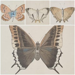 Set of Four Butterflies. French Watercolours on Silk Laid on Handmade Paper. 