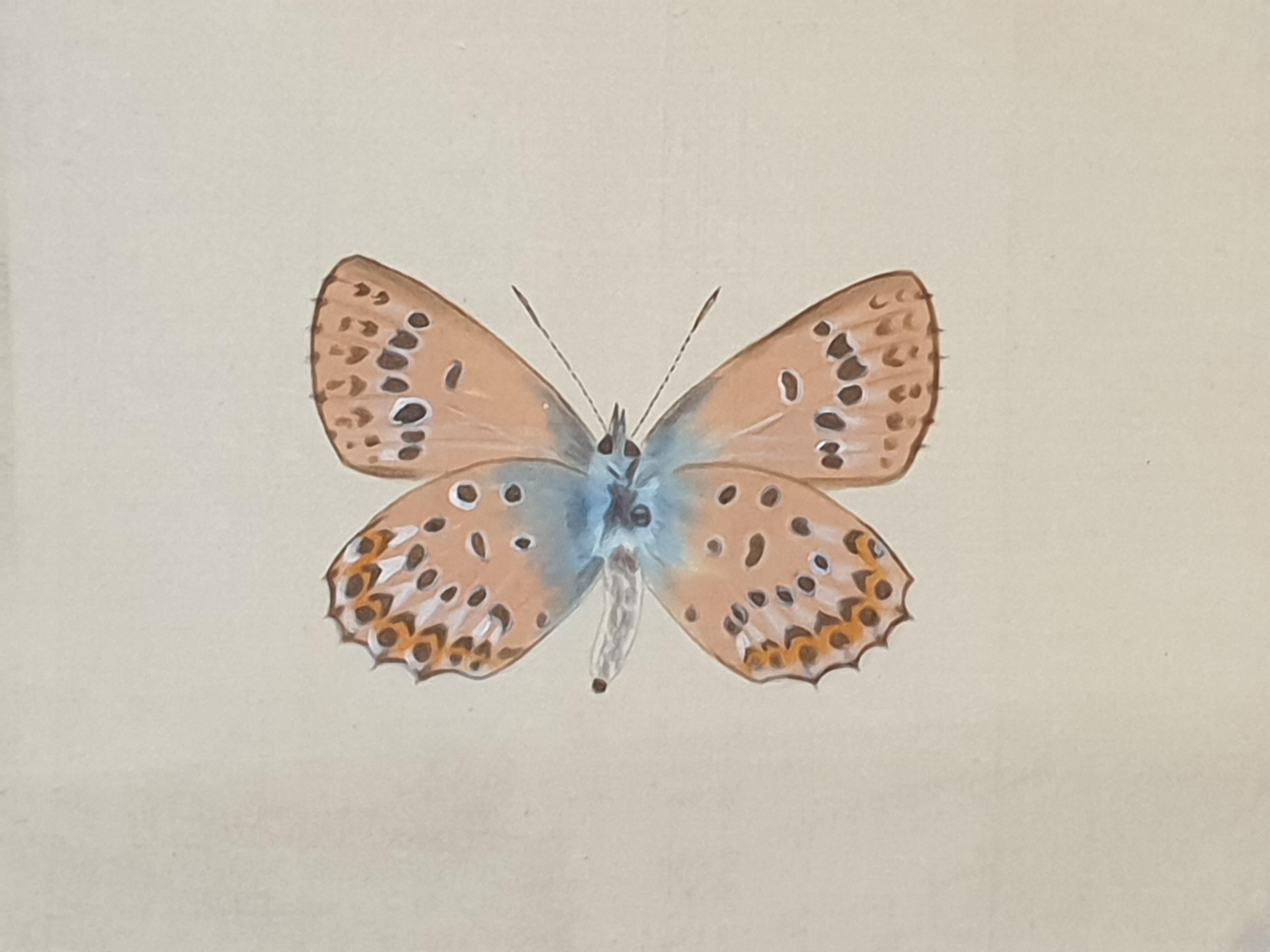 Studie eines Schmetterlings, Aquarell auf Seide auf handgeschöpftem Papier angewendet.  im Angebot 4