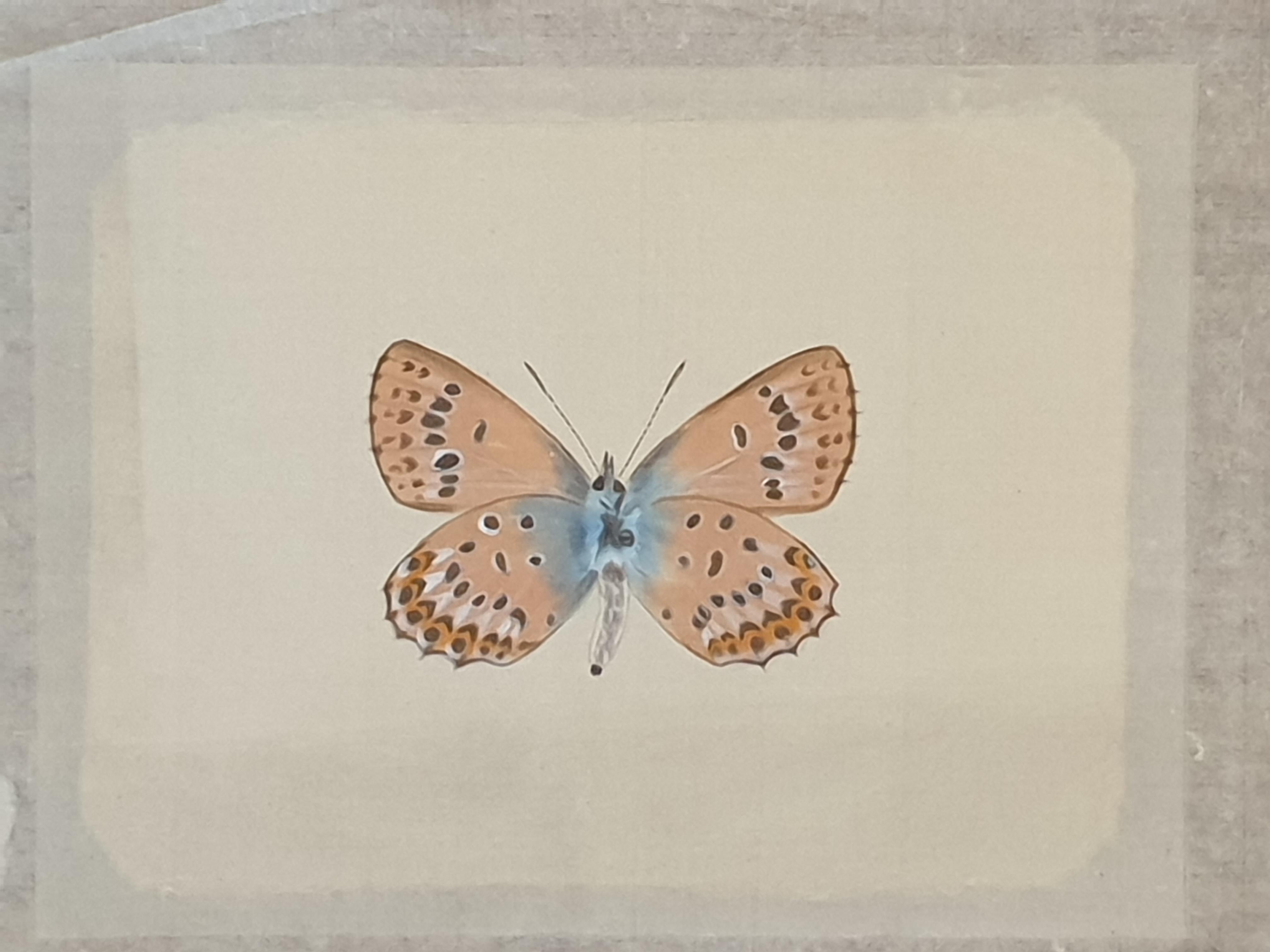 Study of a Butterfly, Watercolour on Silk Applied to Handmade Paper.  For Sale 5
