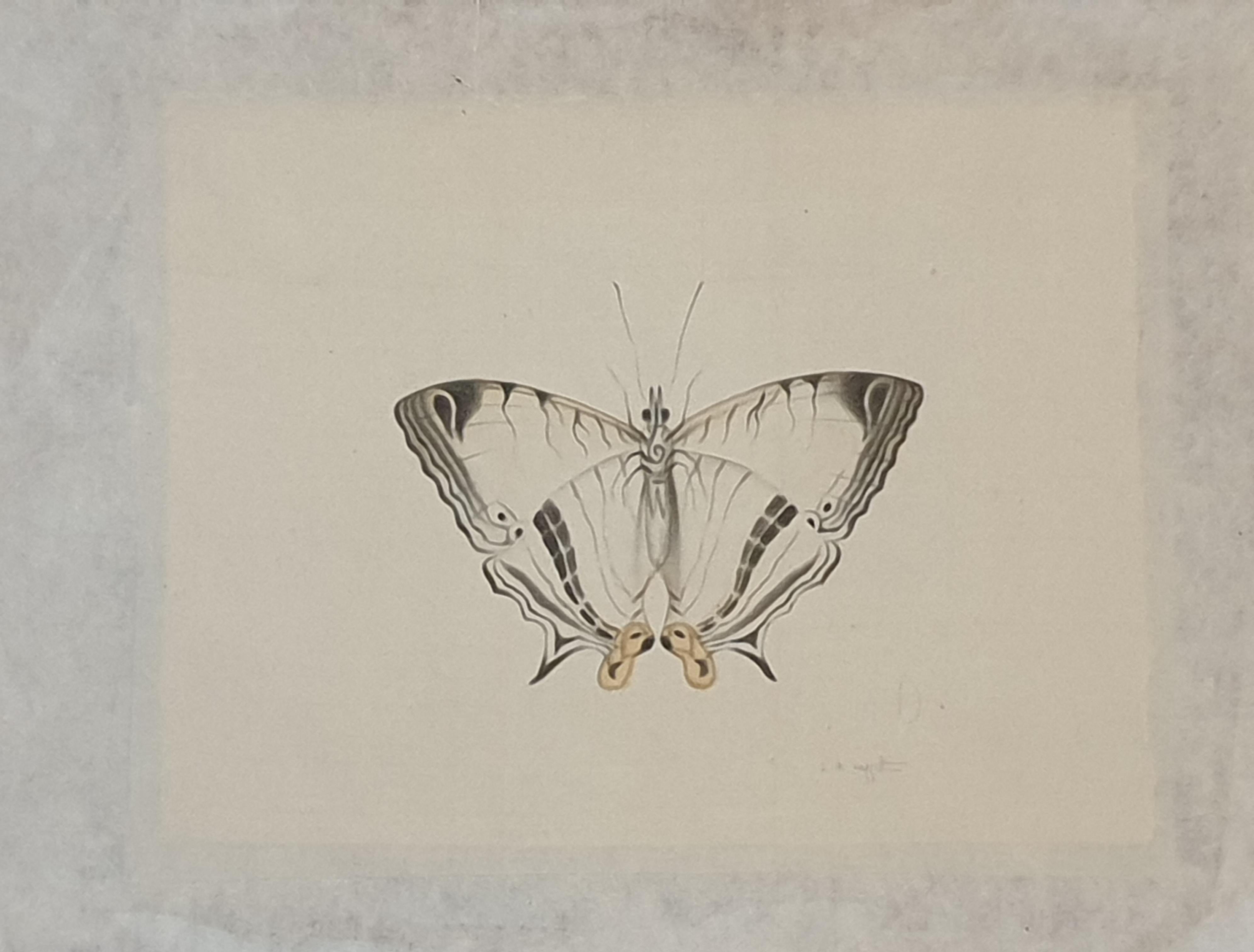 Studie eines Schmetterlings, Aquarell auf Seide auf handgeschöpftem Papier angewendet.  – Art von La Roche Laffitte