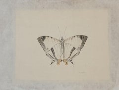 Studio di una farfalla, acquerello su seta applicato a carta fatta a mano.