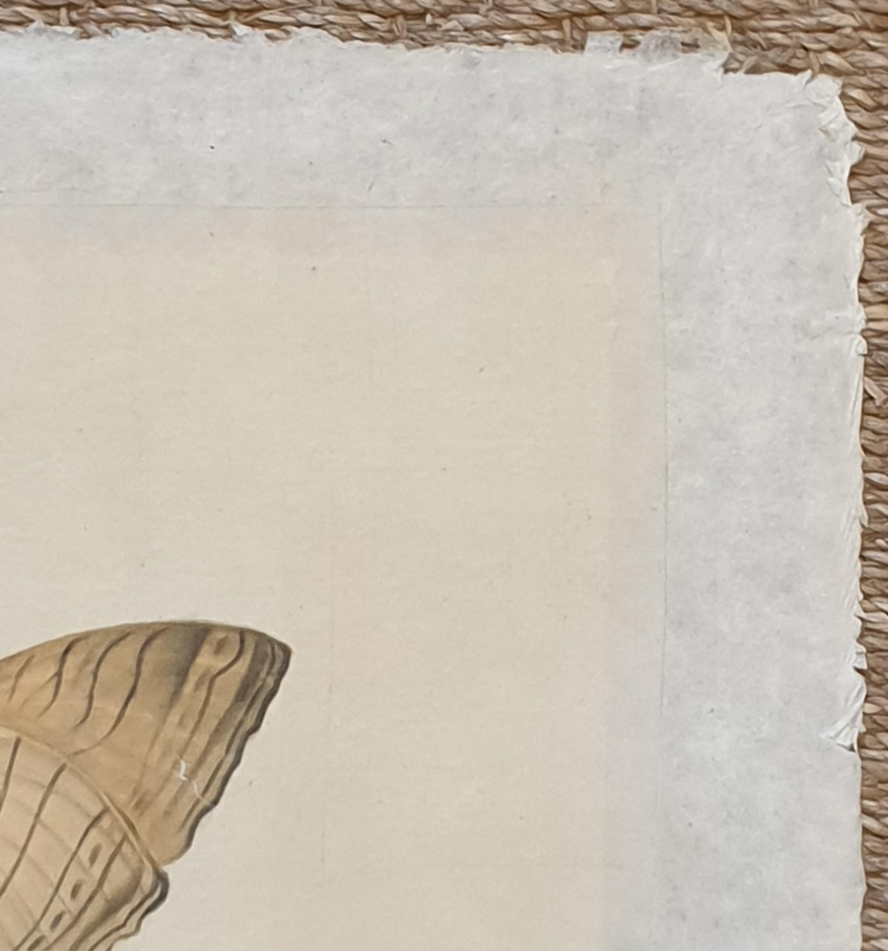 Studie eines Schmetterlings, Aquarell auf Seide auf handgeschöpftem Papier angewendet.  im Angebot 1