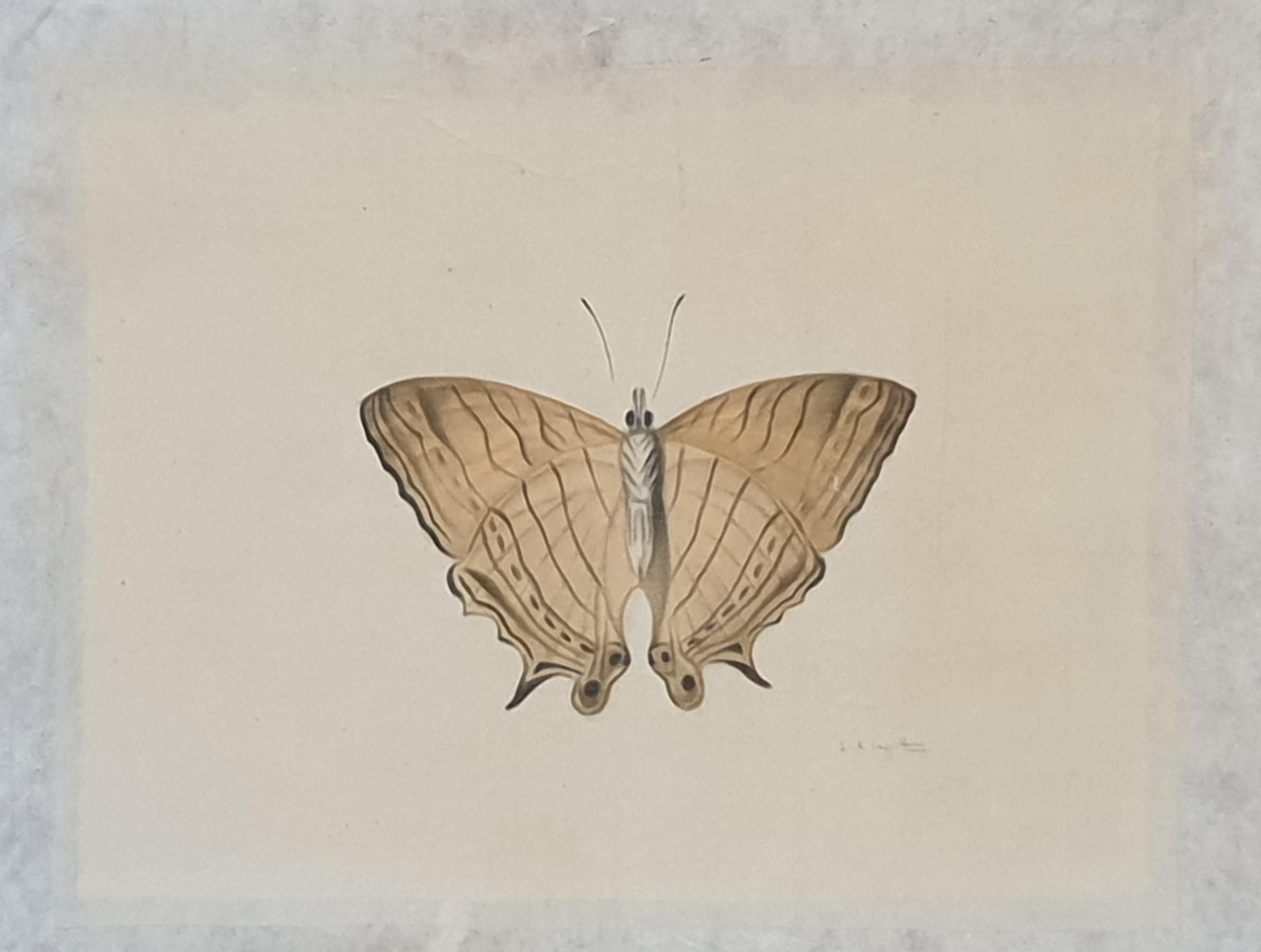 Studie eines Schmetterlings, Aquarell auf Seide auf handgeschöpftem Papier angewendet.  – Painting von La Roche Laffitte