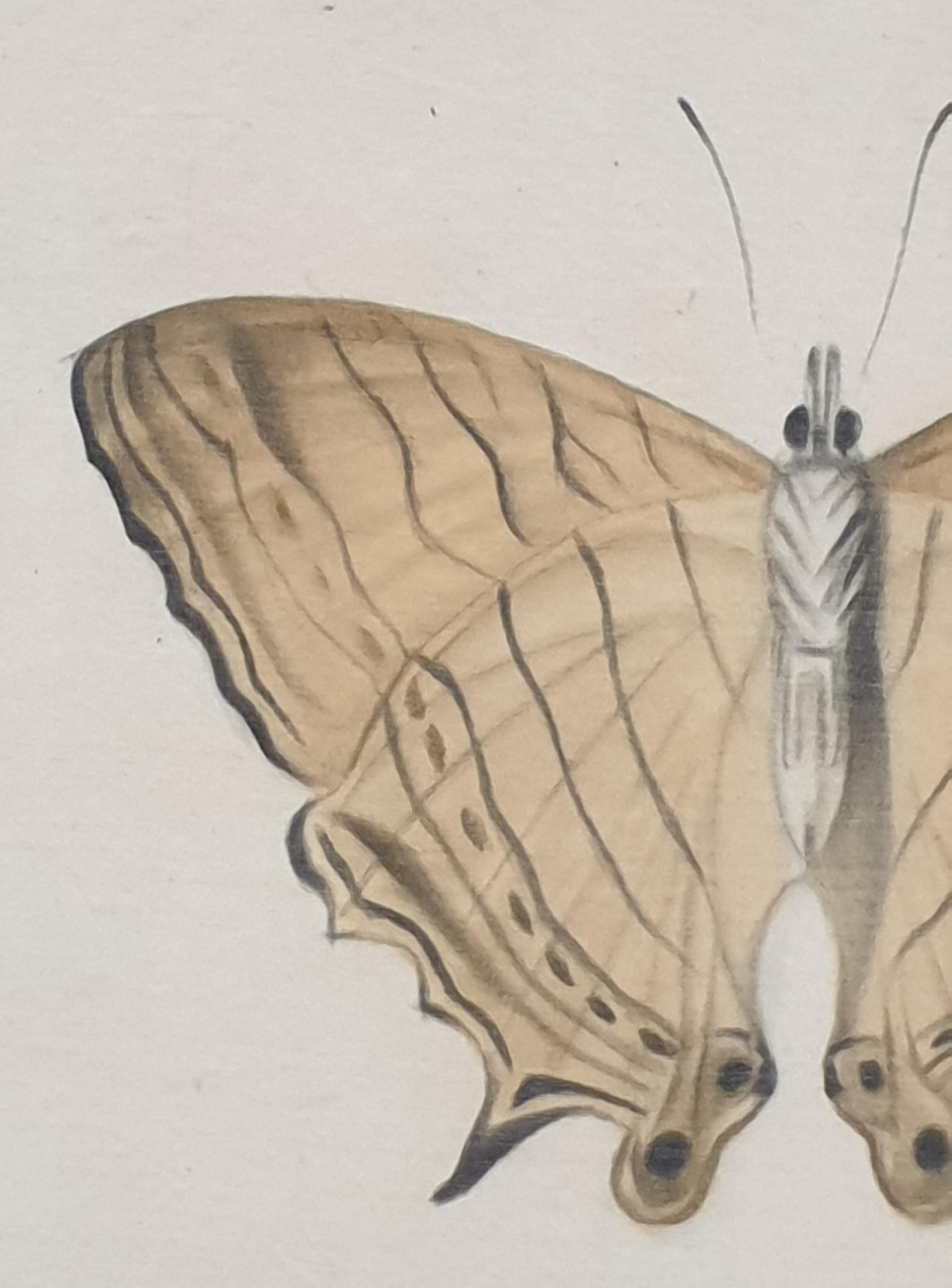 Studie eines Schmetterlings, Aquarell auf Seide auf handgeschöpftem Papier angewendet.  (Beige), Animal Painting, von La Roche Laffitte