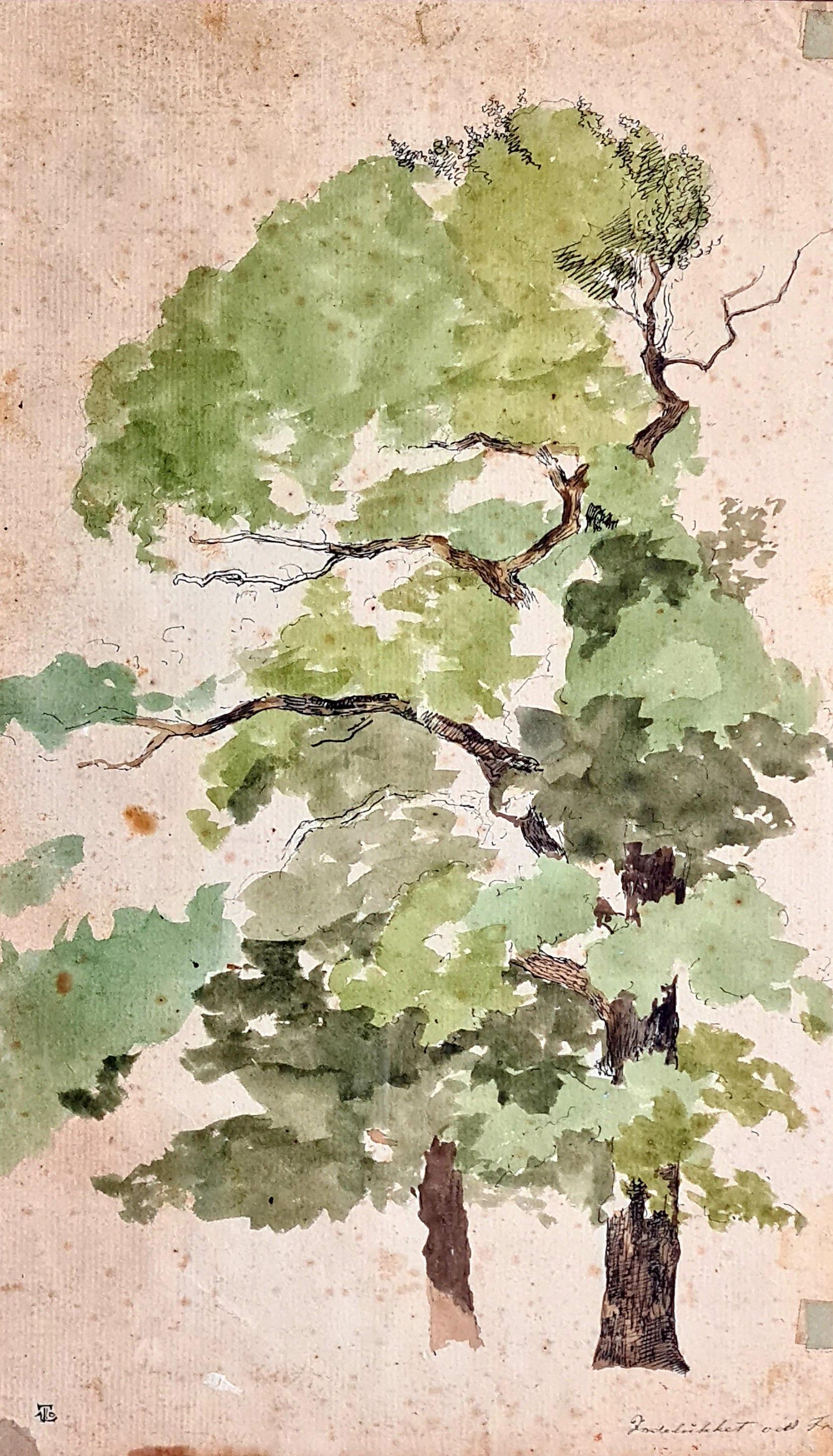 Thorald Læssøe Landscape Art – Dänische Zeichnungs- und Aquarellstudie eines Baumes bei Indelluket aus dem 19. Jahrhundert