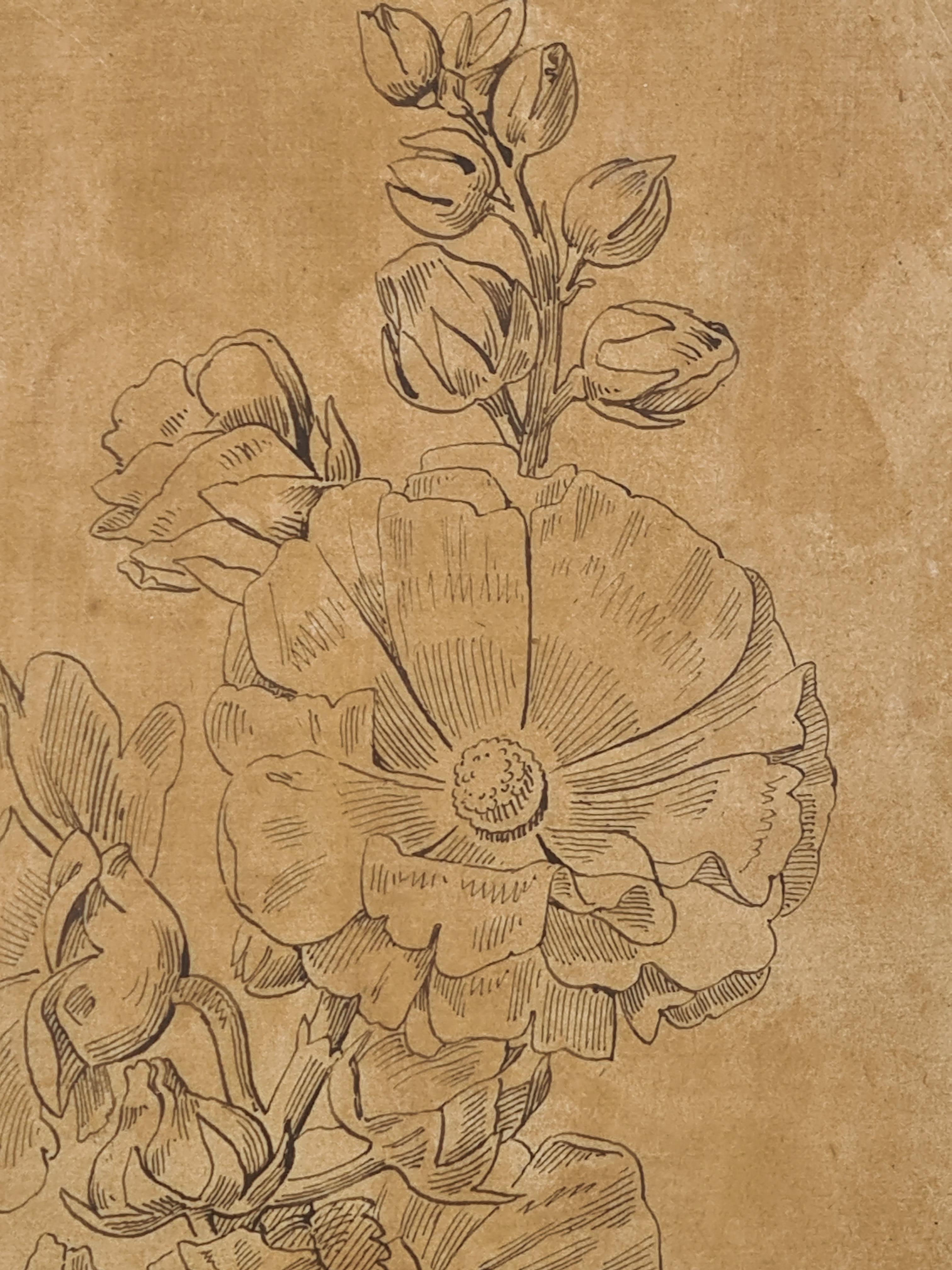 Illustrazione botanica francese del XVIII secolo, La Rose Trémière 2