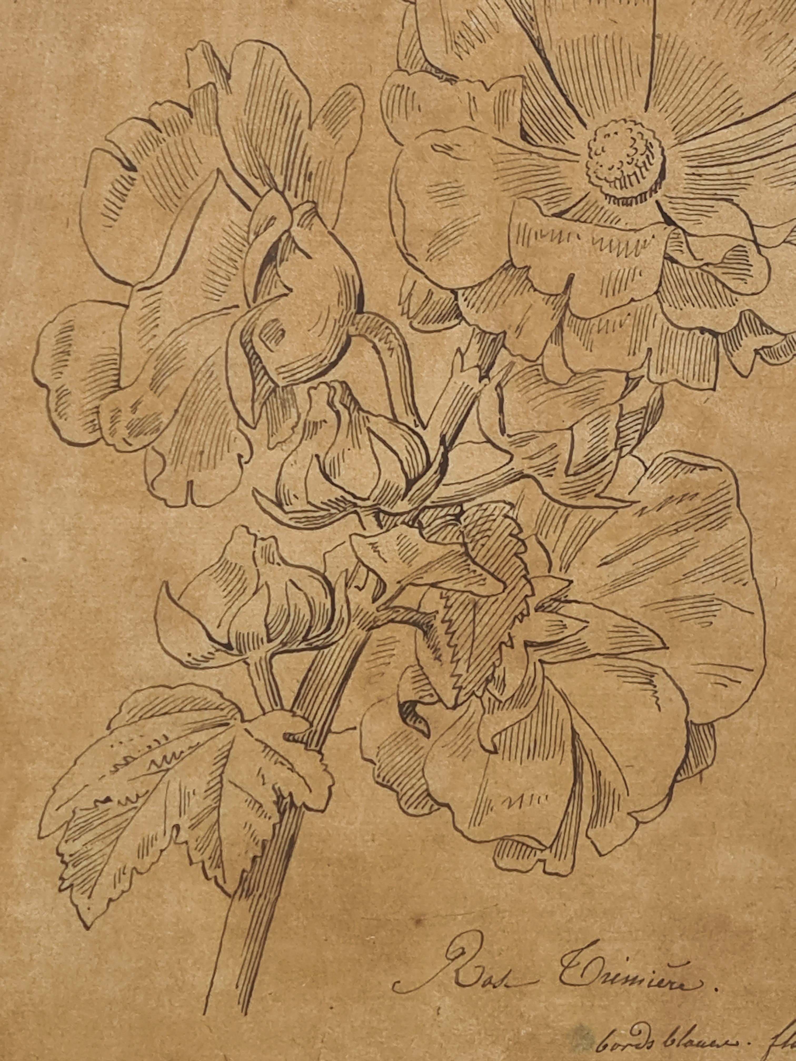 Illustrazione botanica francese del XVIII secolo, La Rose Trémière 3