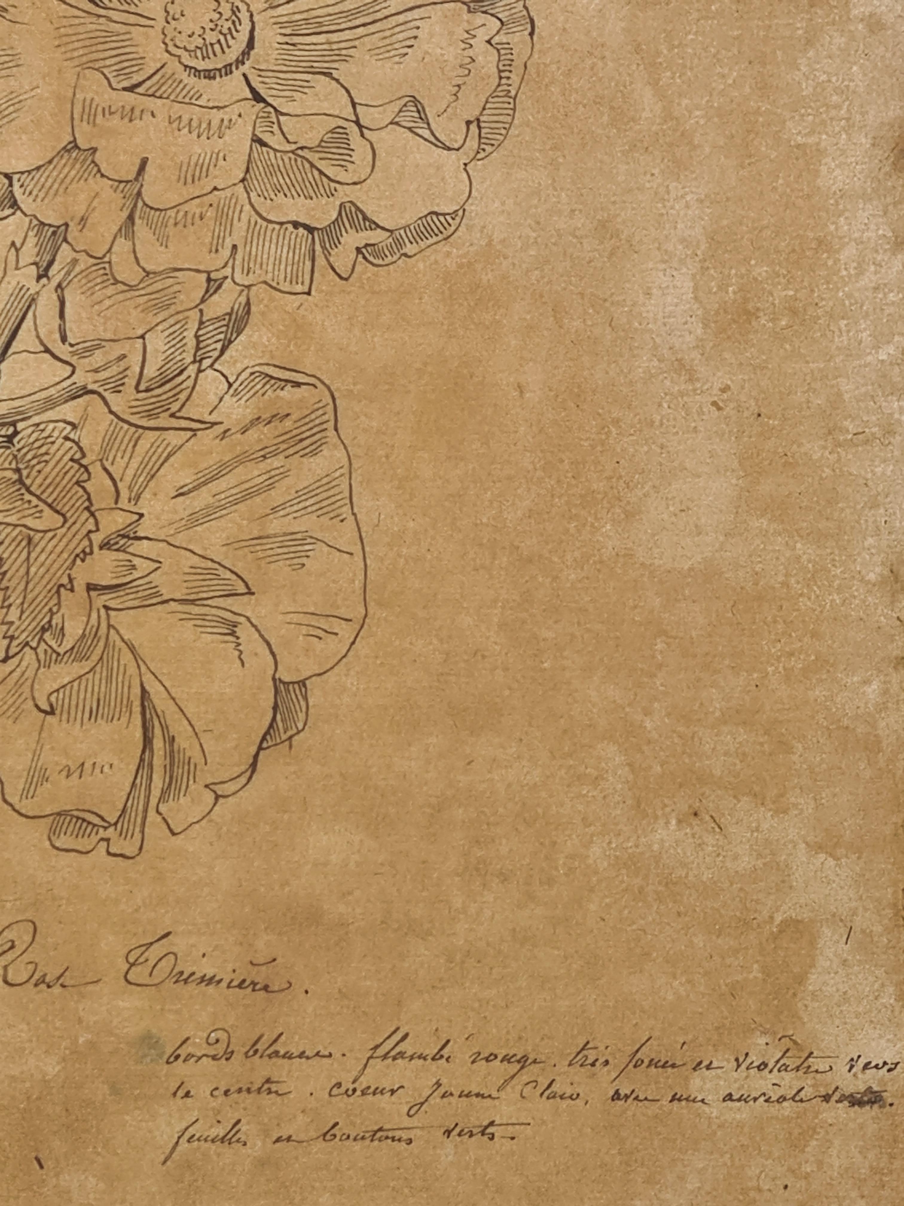 Illustrazione botanica francese del XVIII secolo, La Rose Trémière 4
