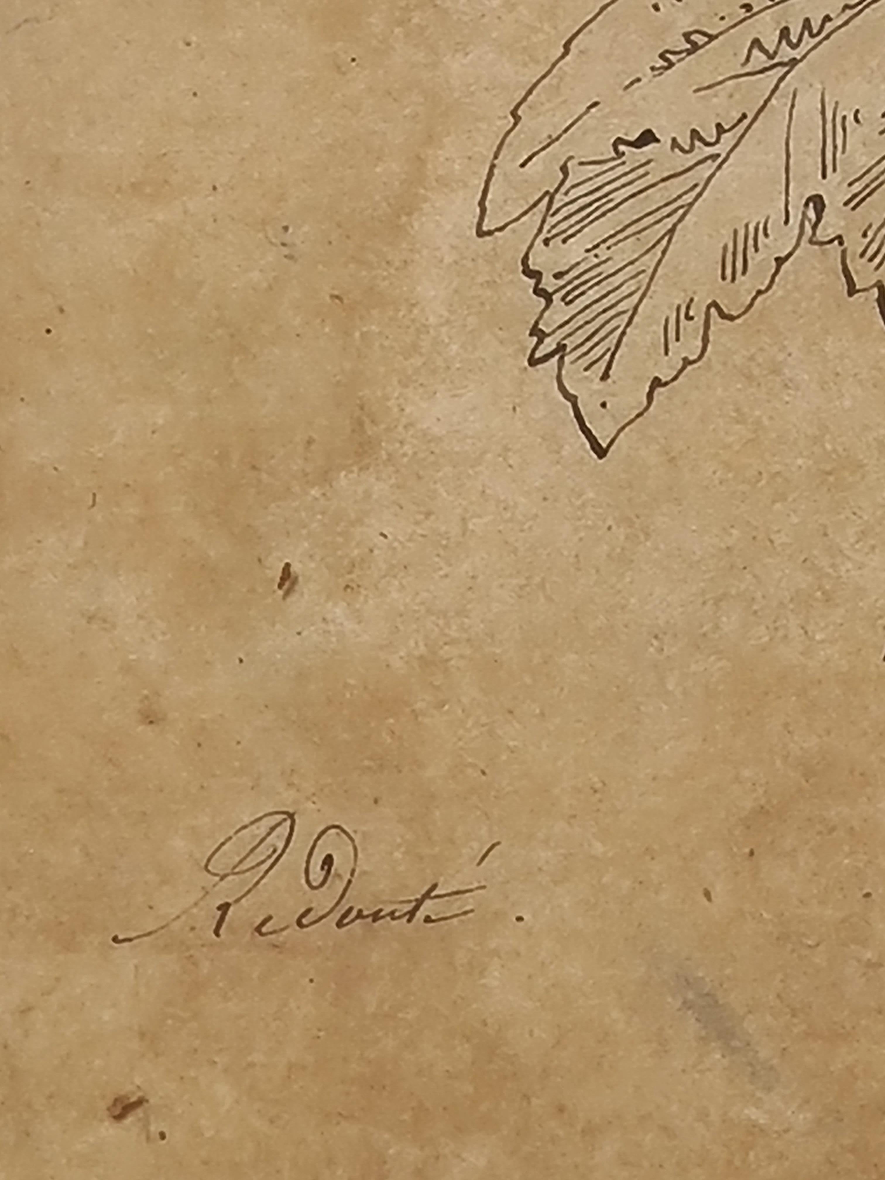 Illustrazione botanica francese del XVIII secolo, La Rose Trémière 1