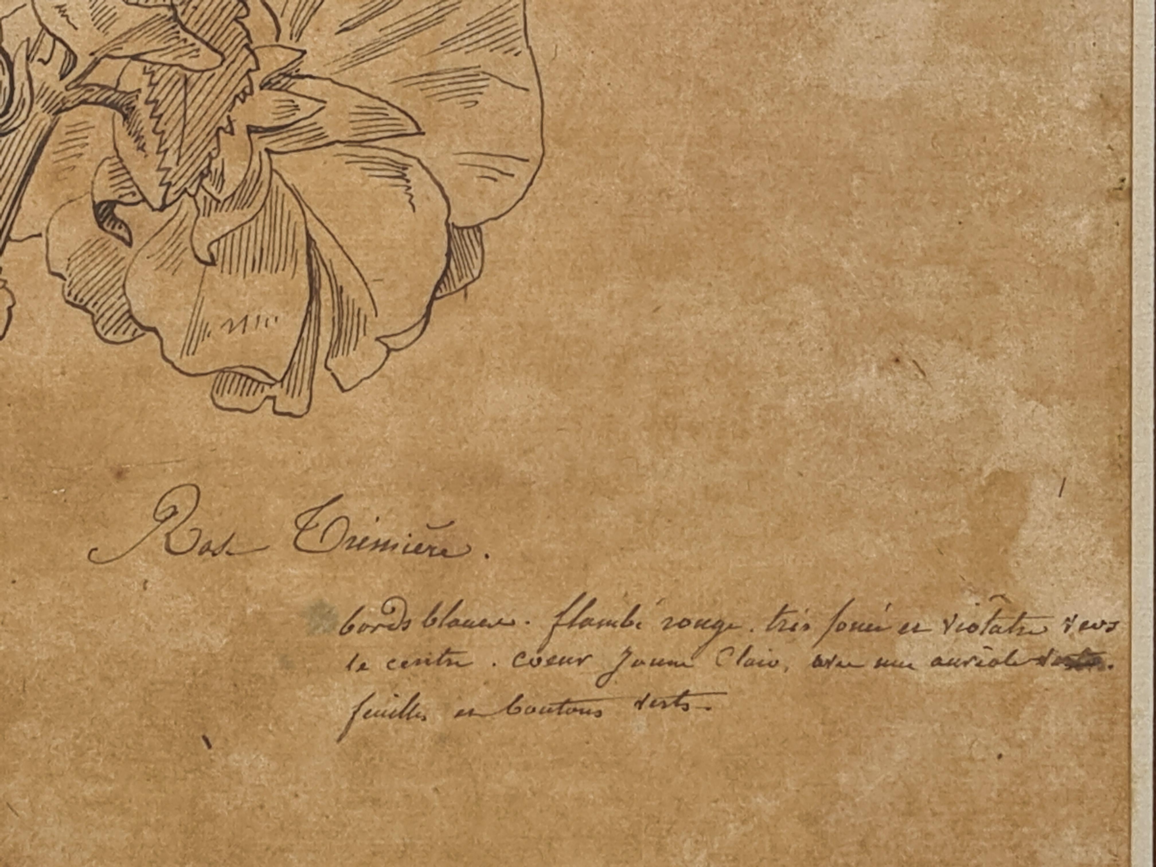 Illustrazione botanica francese del XVIII secolo, La Rose Trémière 5