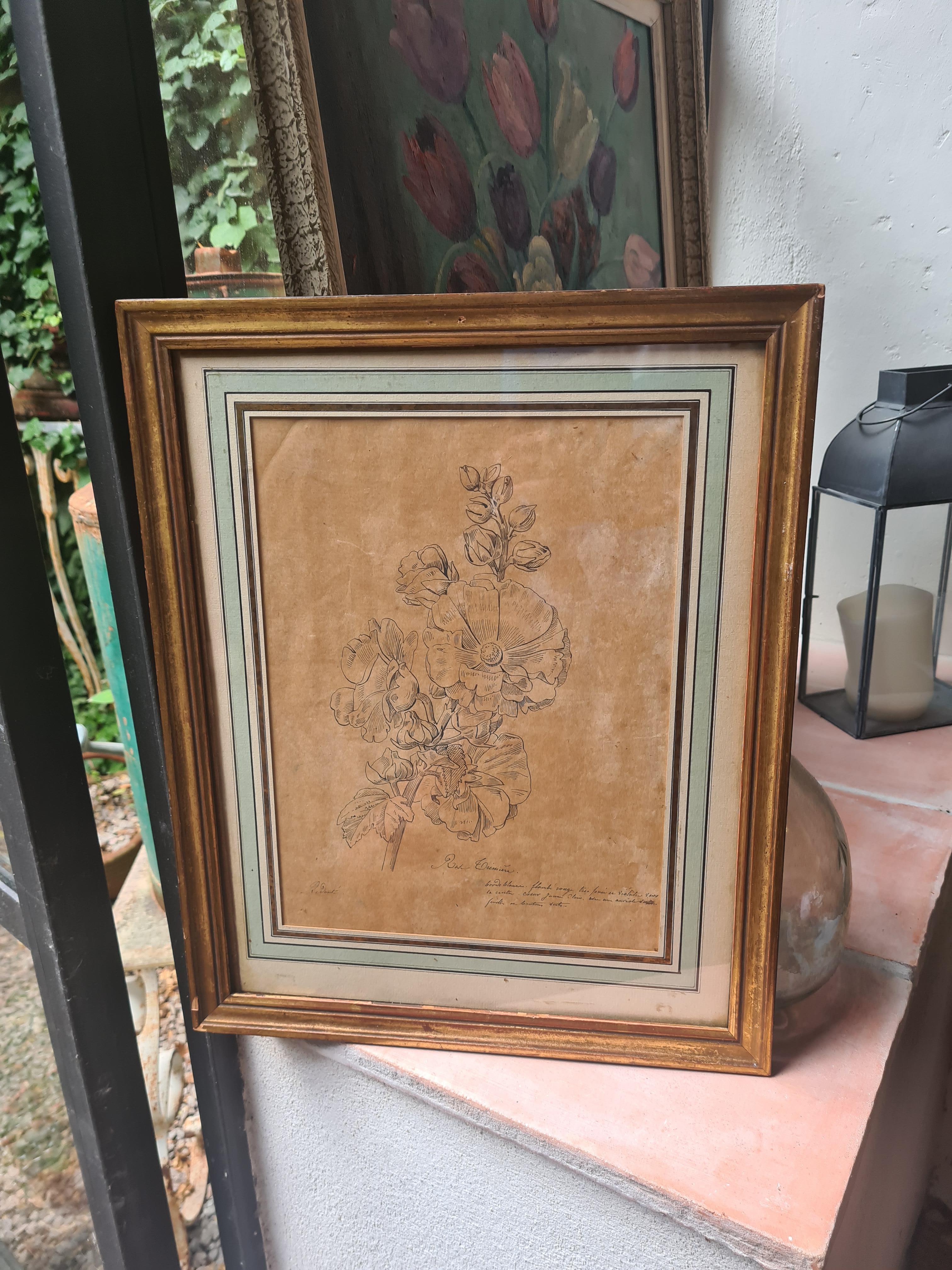 Illustrazione botanica francese del XVIII secolo, La Rose Trémière 7