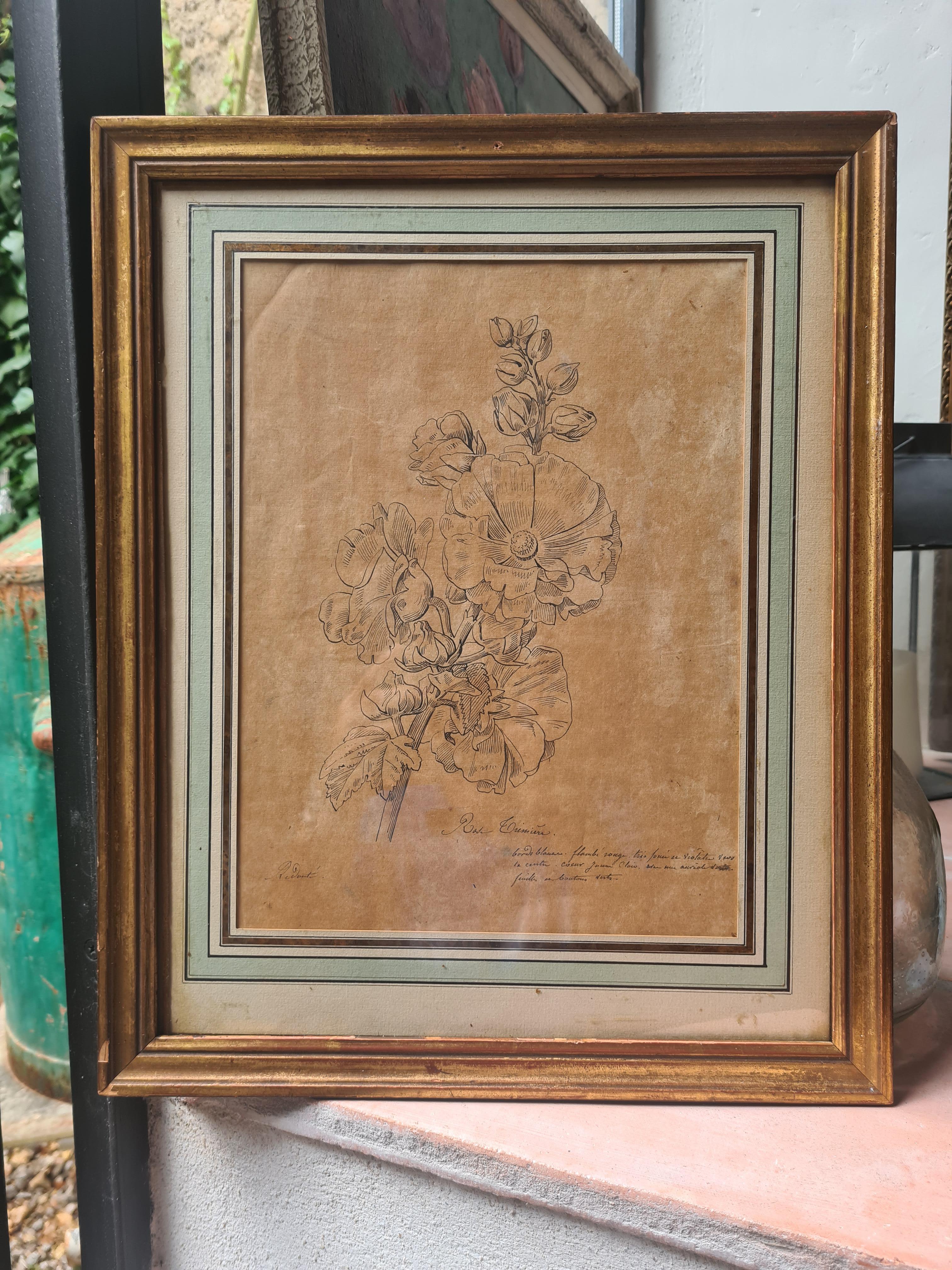 Illustrazione botanica francese del XVIII secolo, La Rose Trémière 8