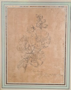 Antique Eighteenth Century French Botanical Illustration, La Rose Trémière