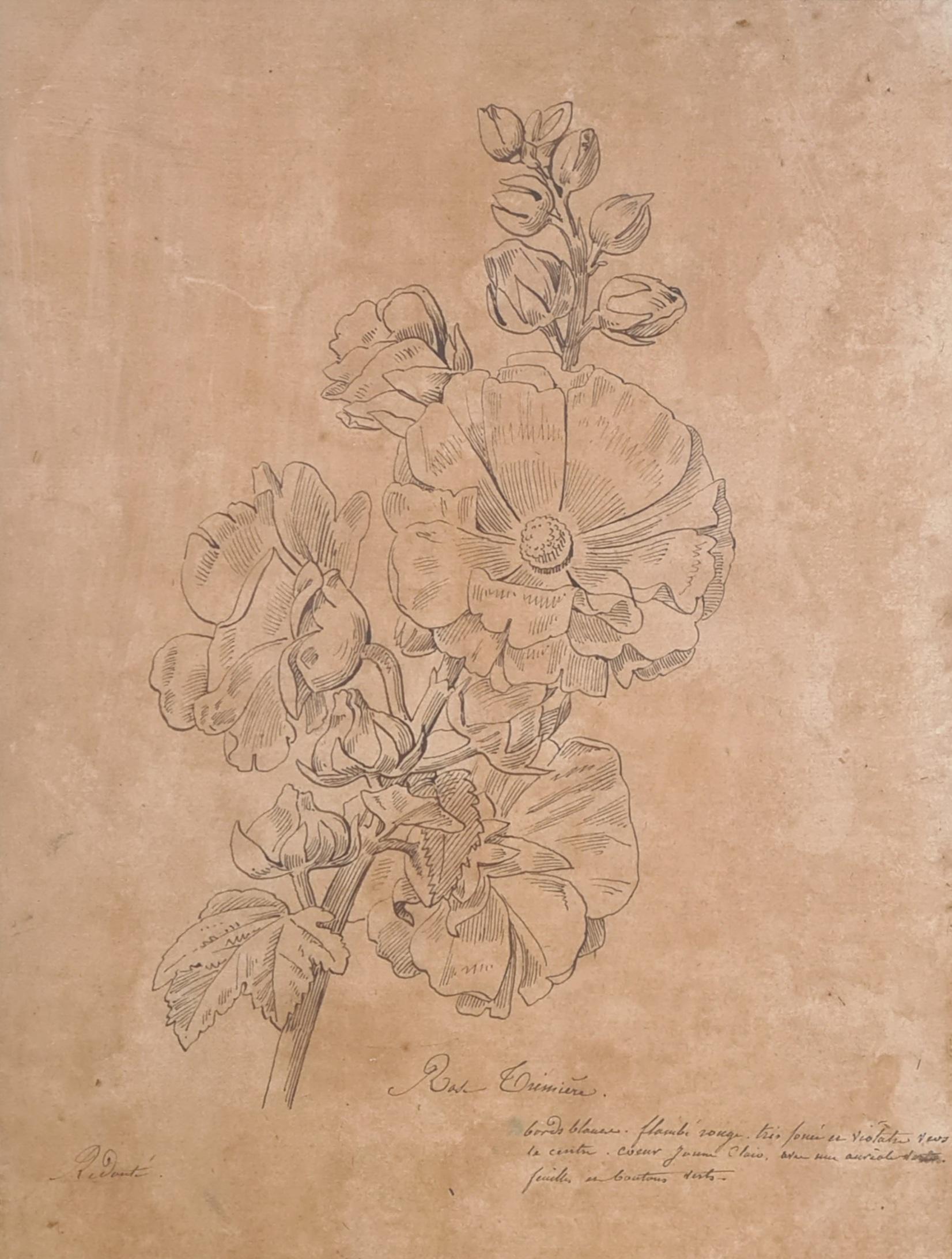 Illustrazione botanica francese del XVIII secolo, La Rose Trémière - Art di Henri-Joseph Redouté