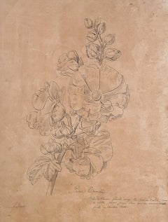 Illustration botanique française du XVIIIe siècle, La Rose Trémière